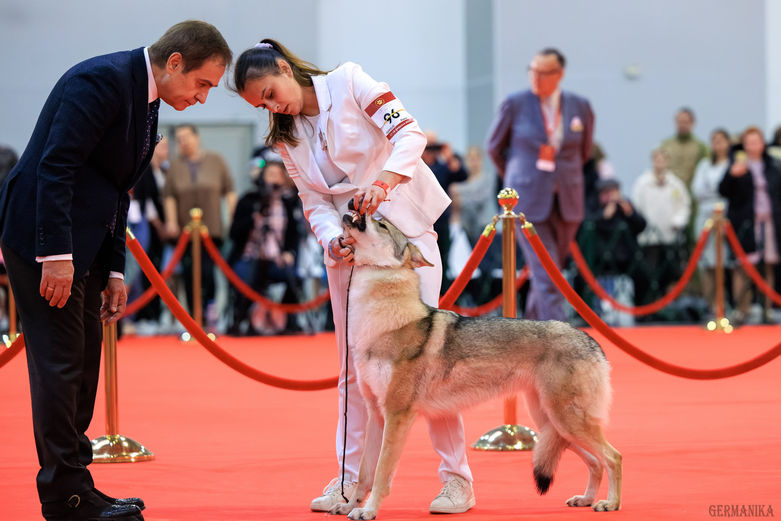 Лучшие Собаки России 17-18.02.2024. Фотограф-анималист Юлия Германика