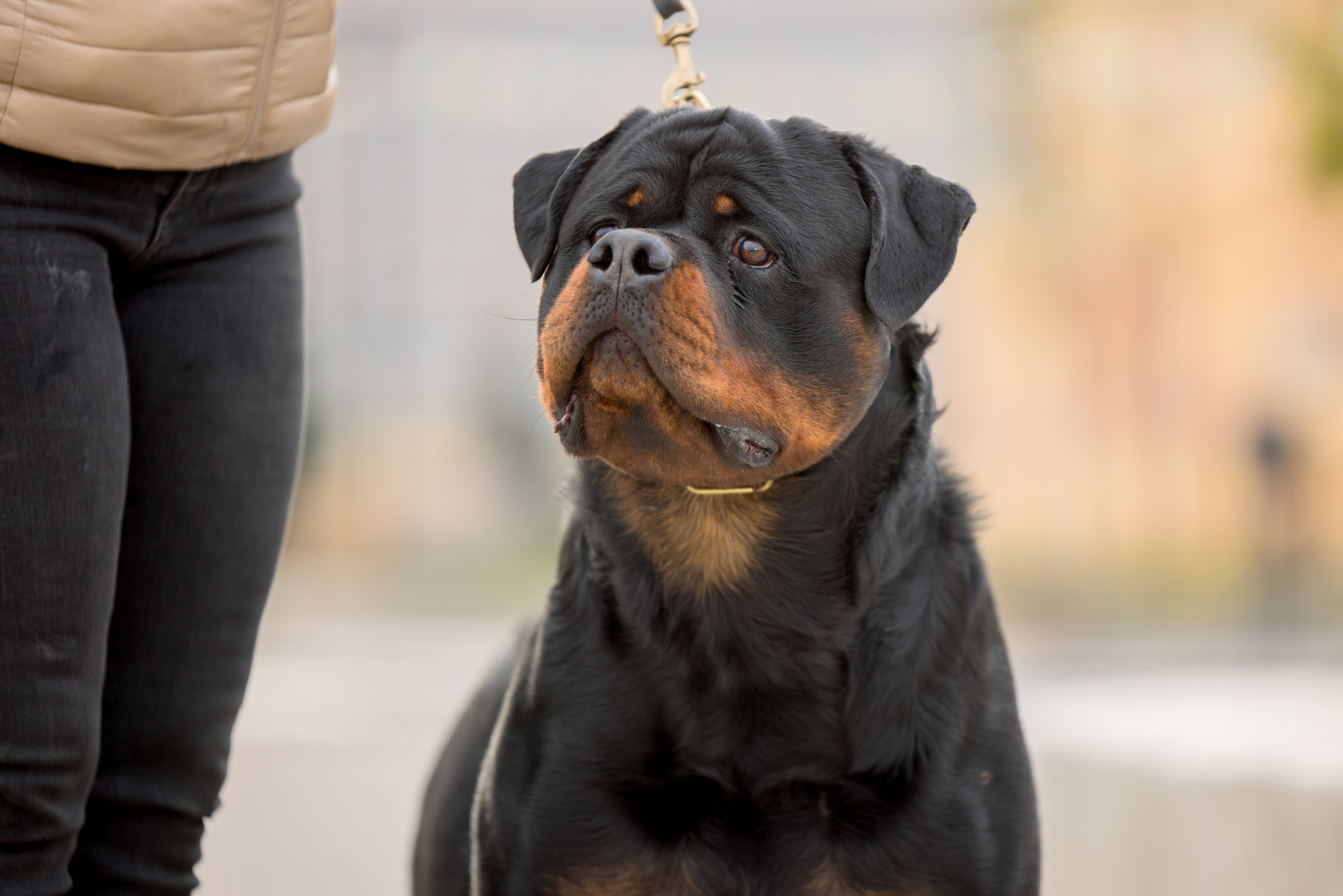 Нижний Новгород 21-22.10.2023. Фотограф-анималист Юлия Германика