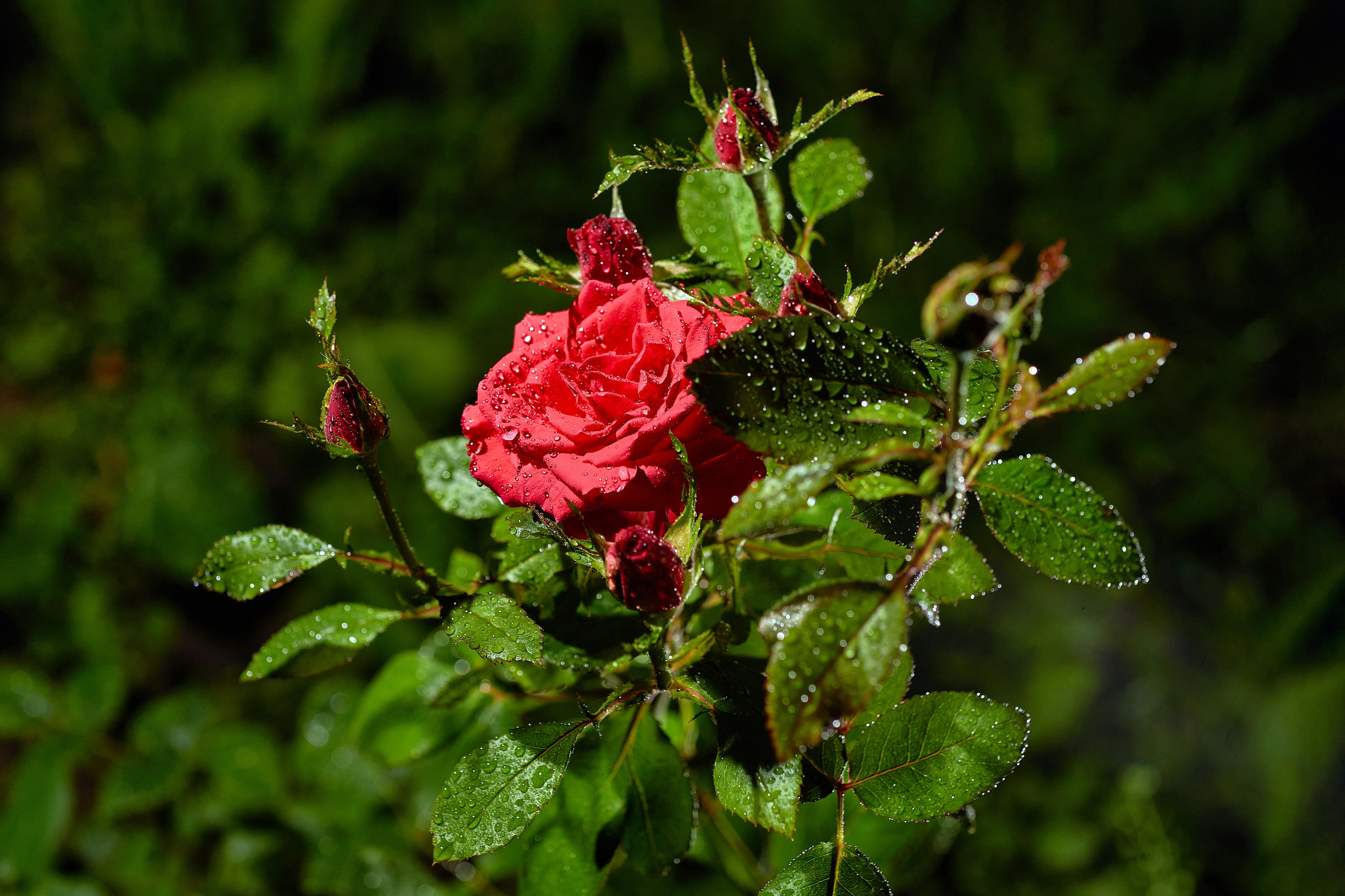 Наша мать — природа. Фотограф Владимир Артамонов