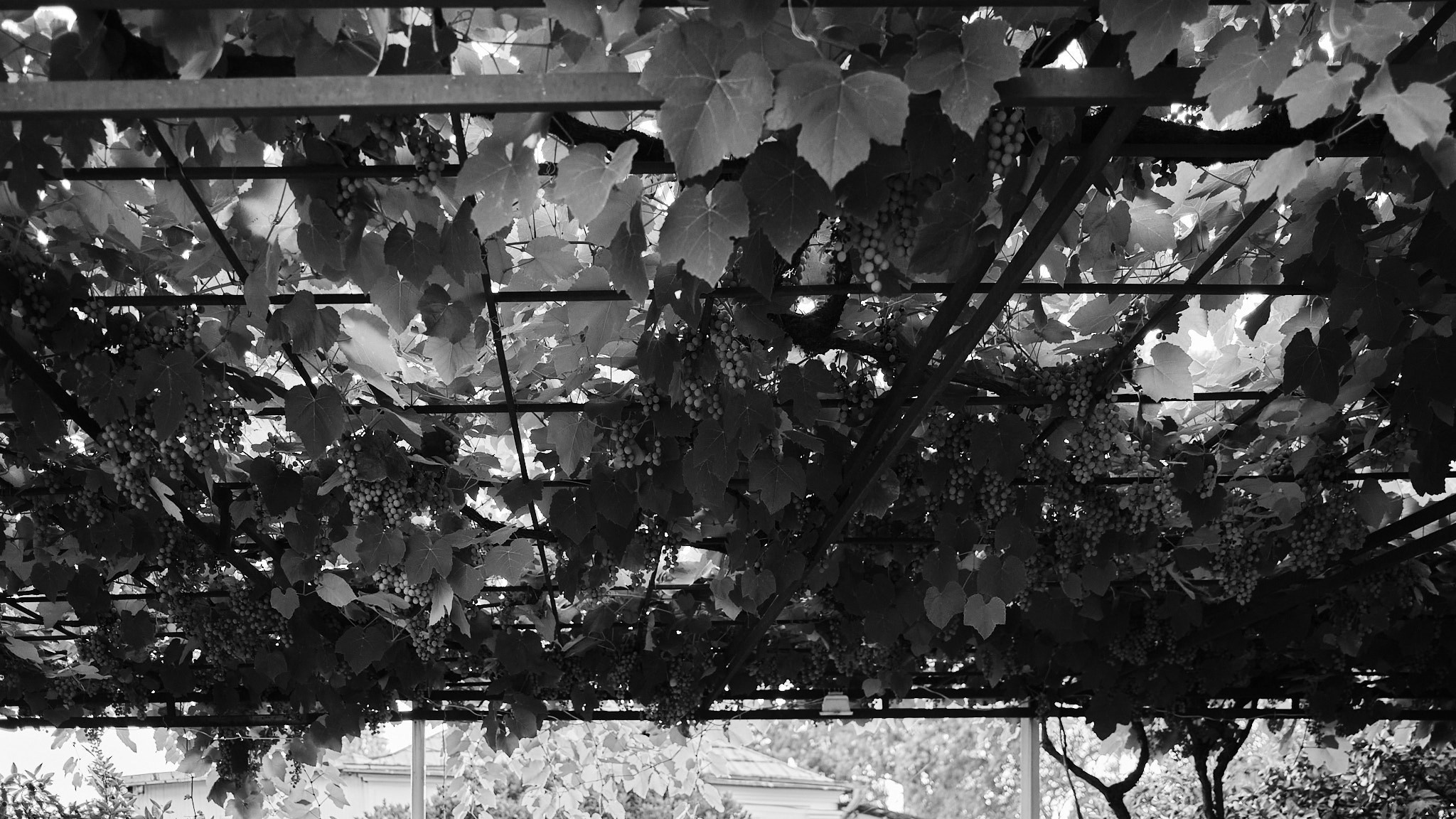 Фотограф Владимир Кононенко