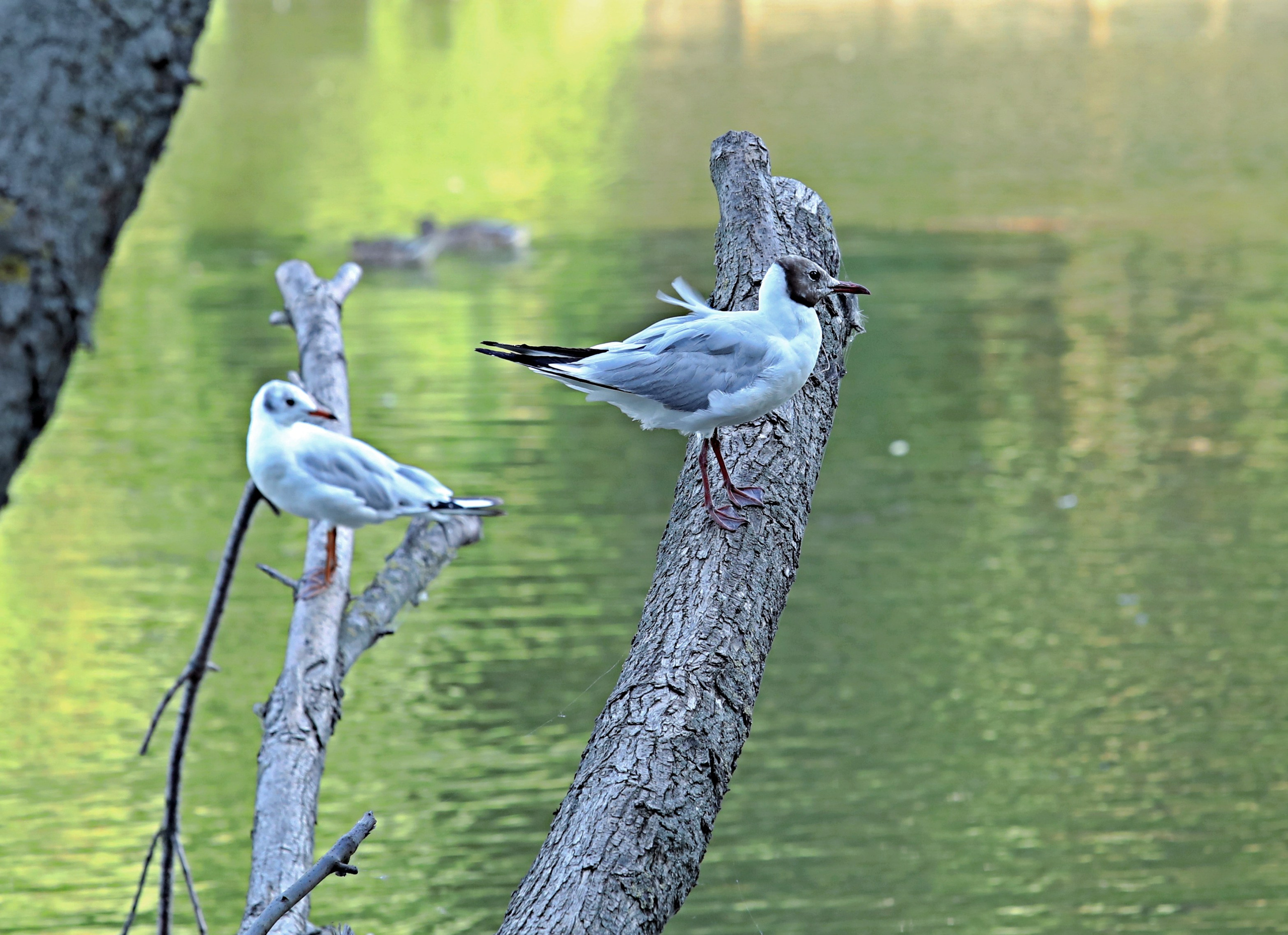 Птицы и животные южного региона. Фото-художник и Репортажный фотограф Николаев Александр Алексеевич