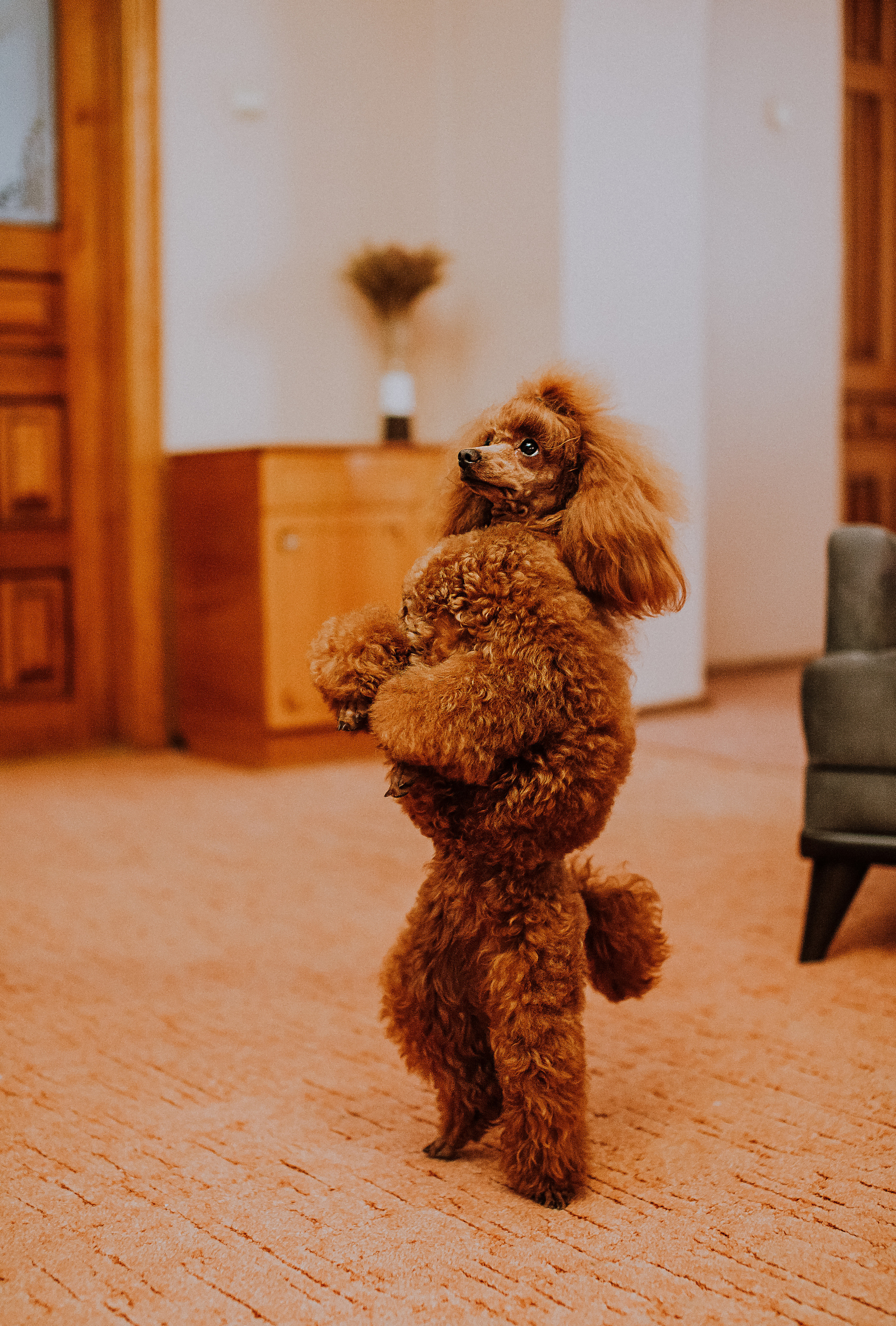 Мы и наш питомец. Свадебный и семейный фотограф/видеограф в Краснодаре Наталья Осинская