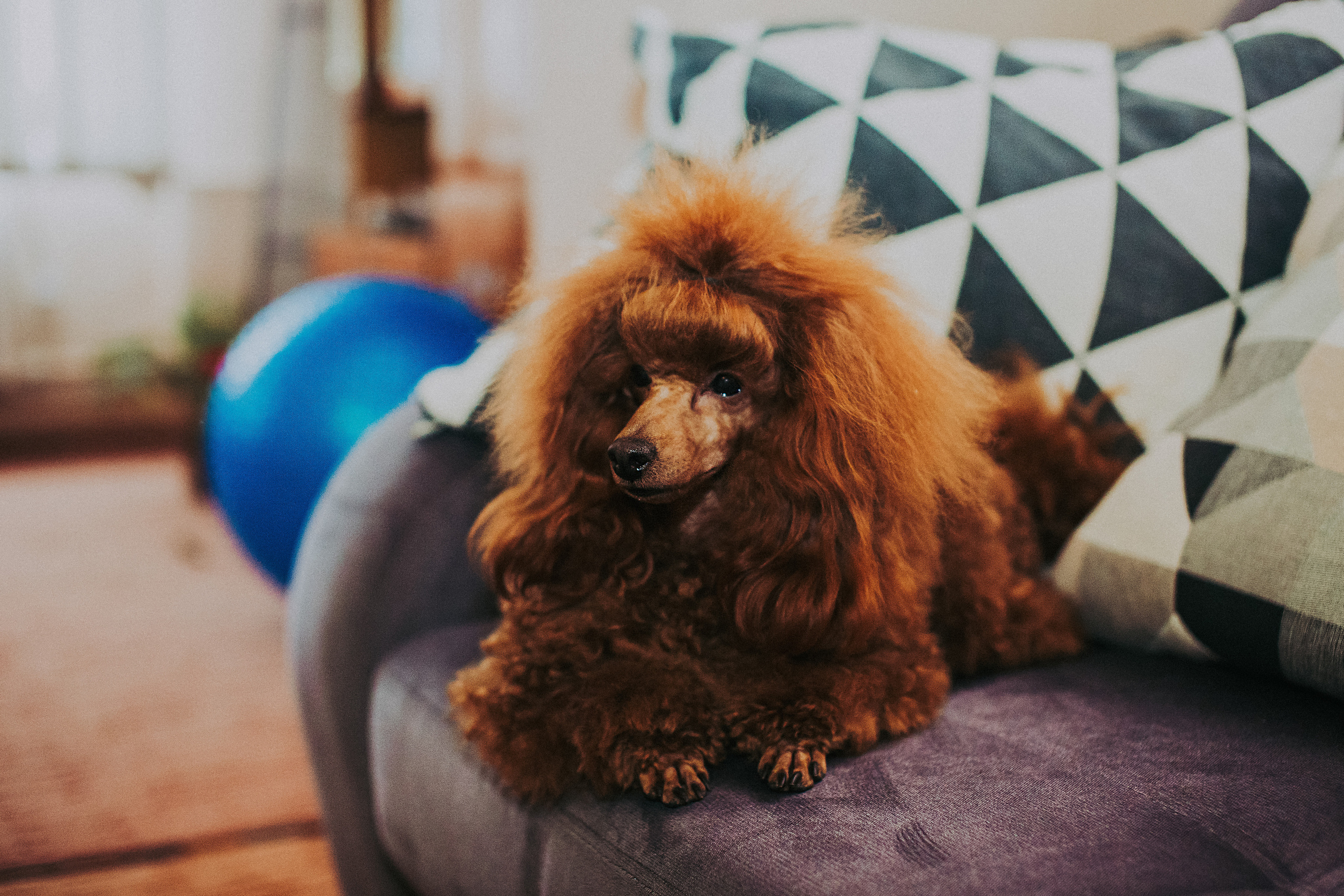 Мы и наш питомец. Свадебный и семейный фотограф/видеограф в Краснодаре Наталья Осинская
