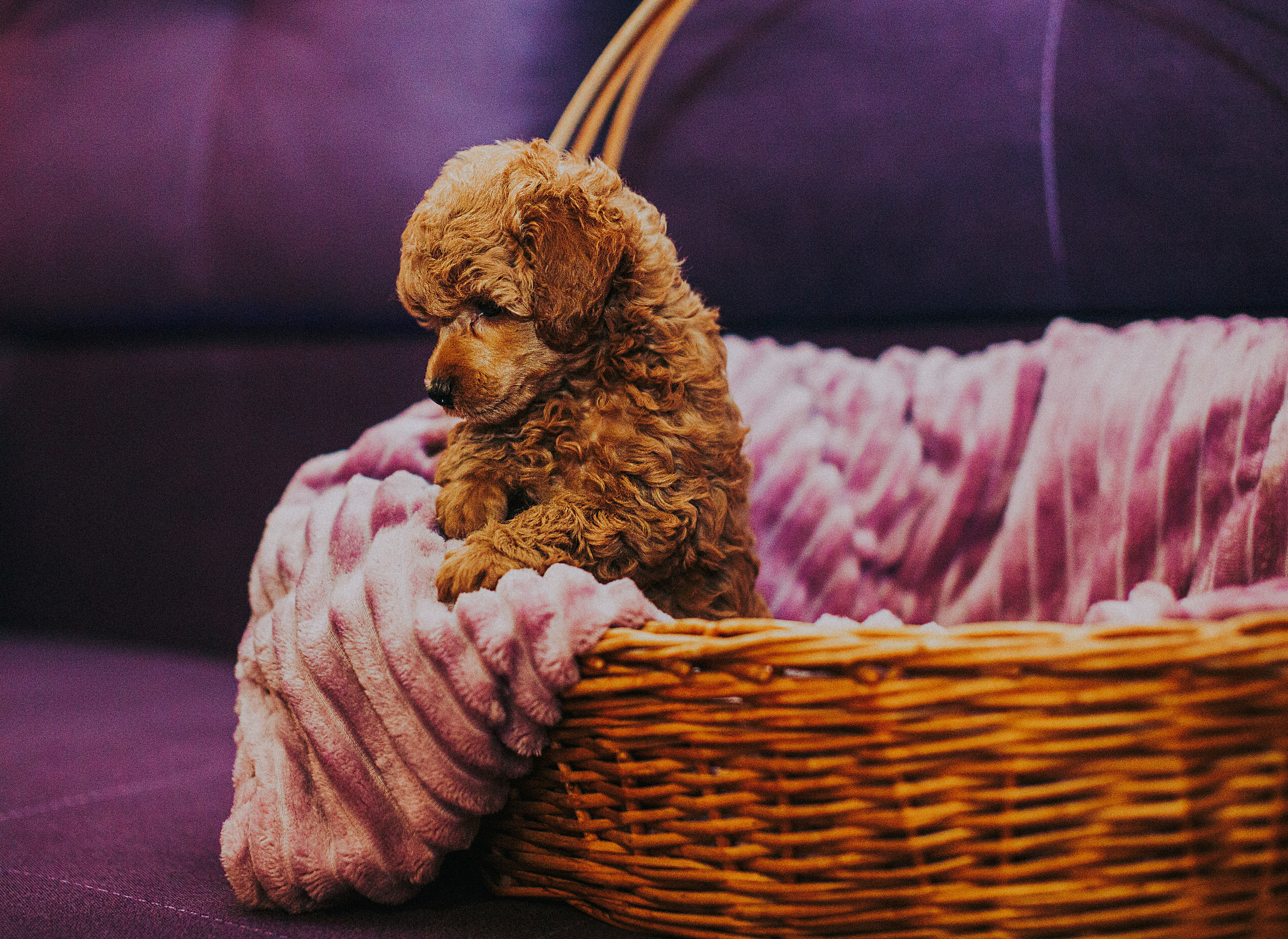 Мы и наш питомец. Свадебный и семейный фотограф/видеограф в Краснодаре Наталья Осинская