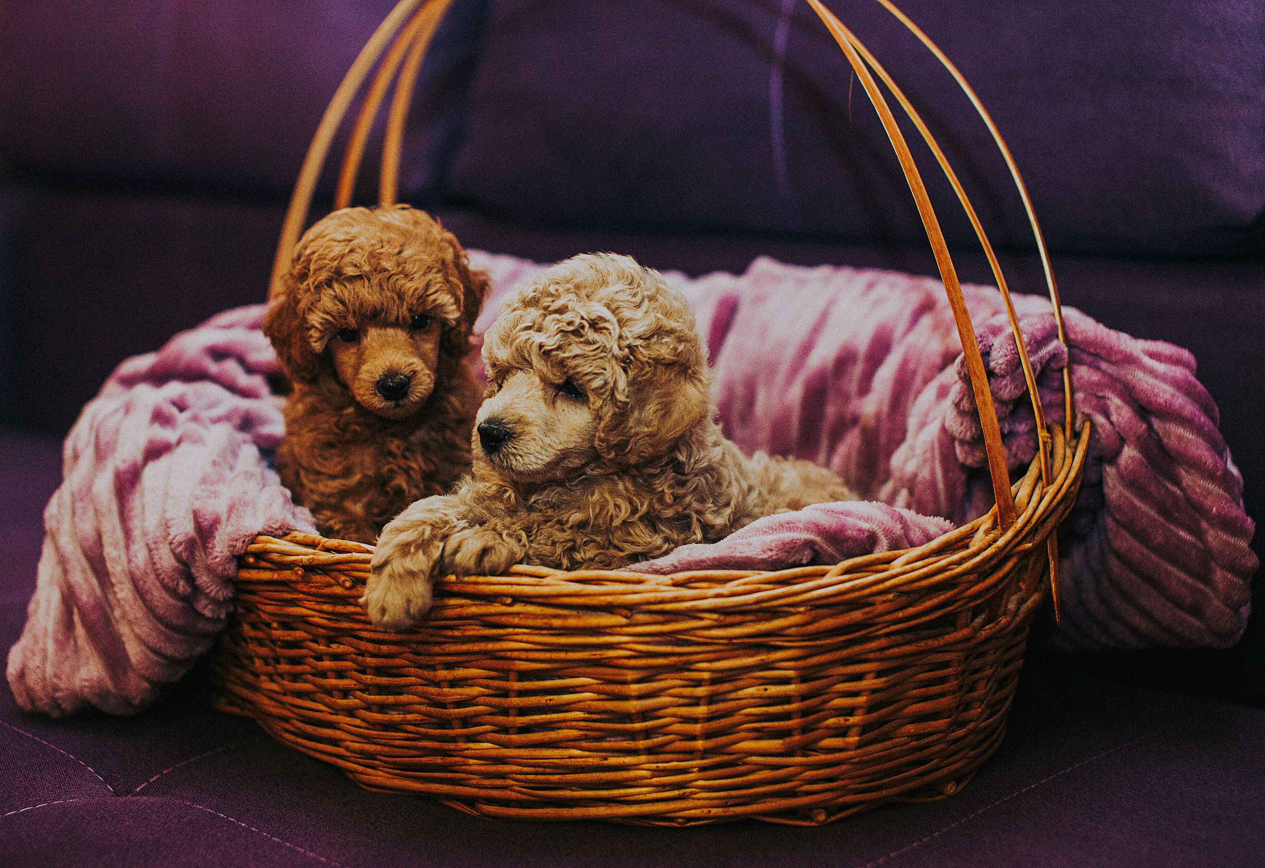 Мы и наш питомец. Свадебный и семейный фотограф/видеограф в Краснодаре Наталья Осинская