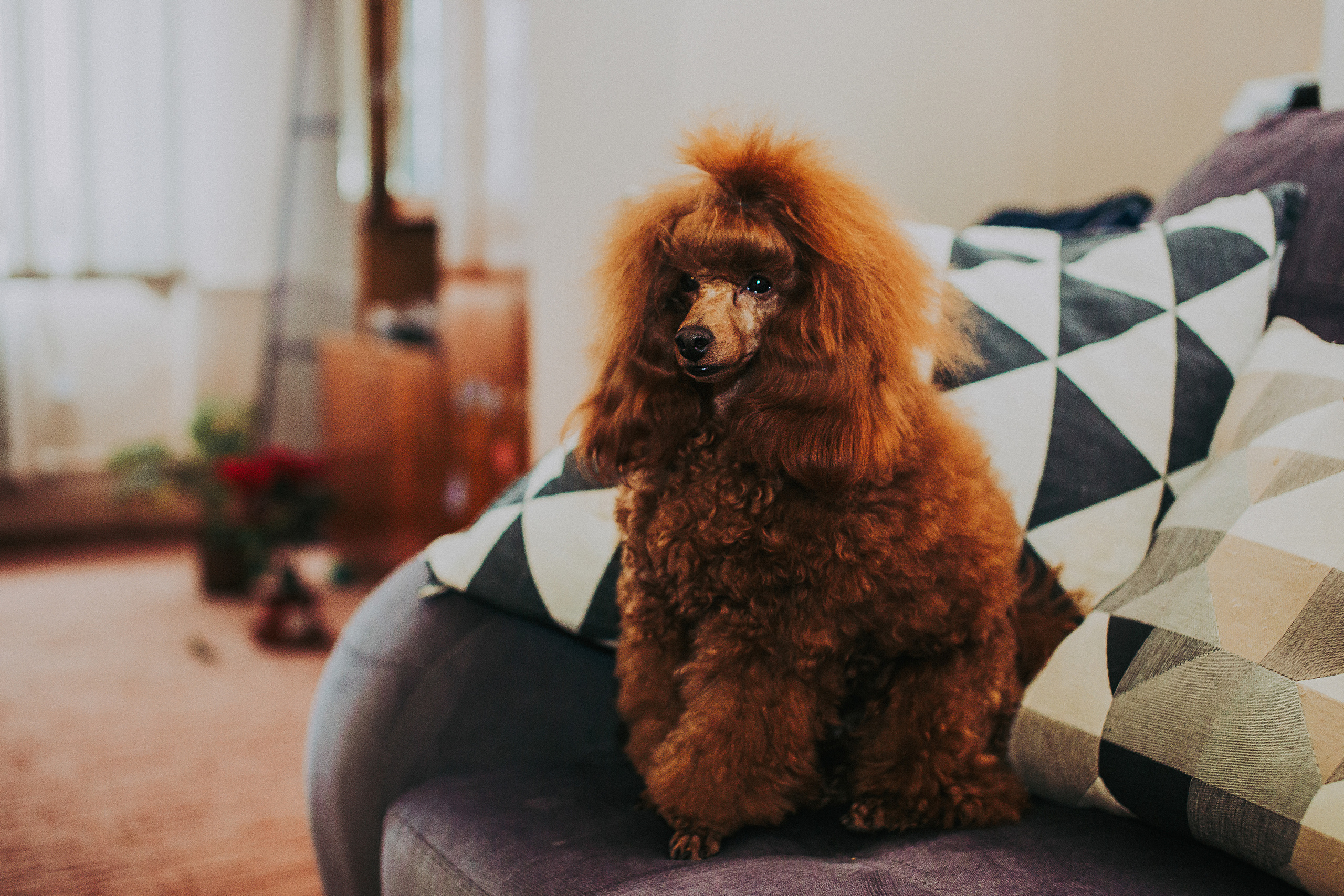Мы и наш питомец. Свадебный и семейный фотограф/видеограф в Краснодаре Наталья Осинская