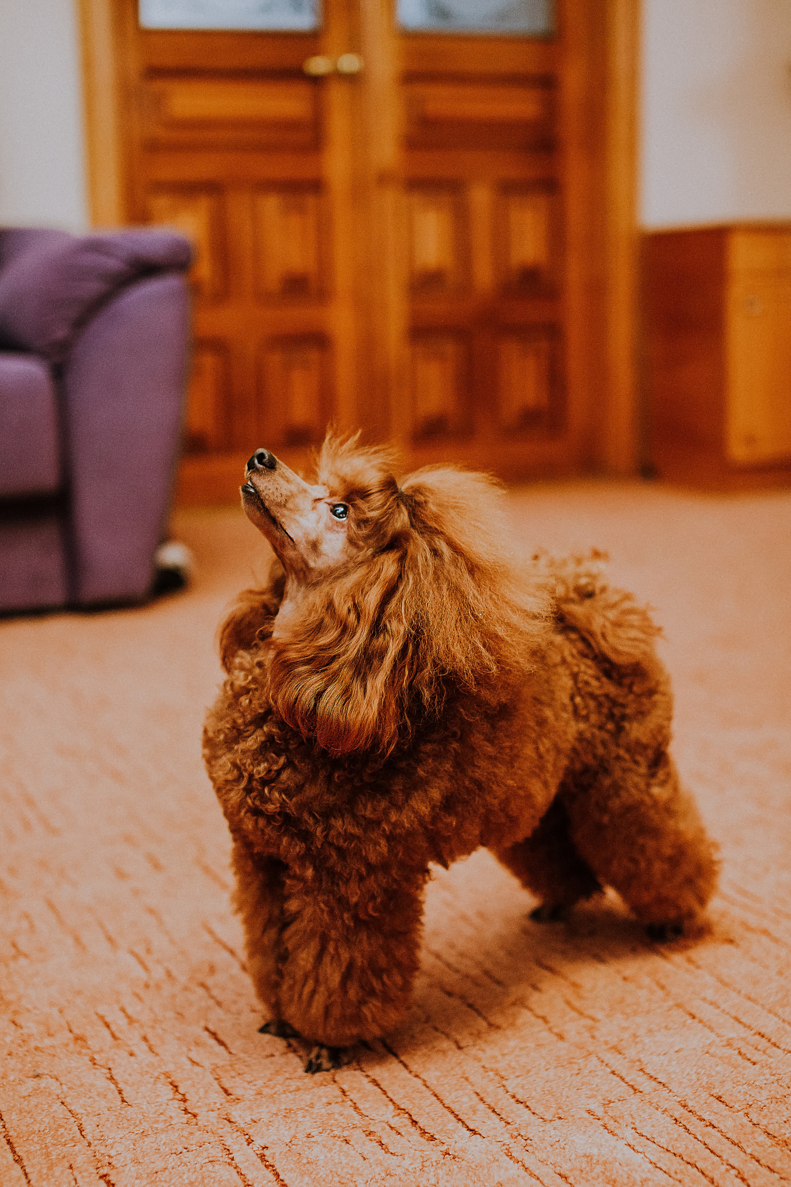 Мы и наш питомец. Свадебный и семейный фотограф/видеограф в Краснодаре Наталья Осинская