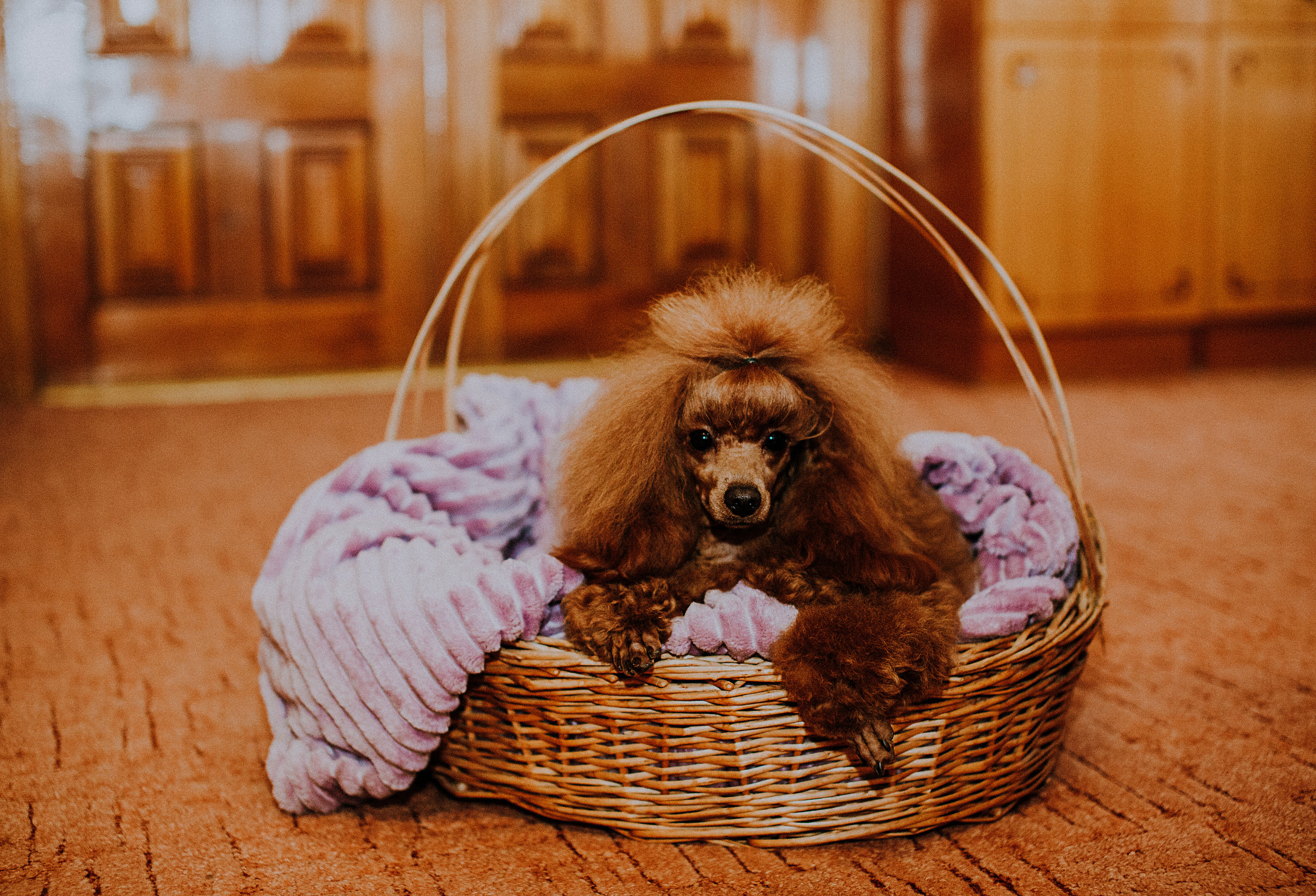 Мы и наш питомец. Свадебный и семейный фотограф/видеограф в Краснодаре Наталья Осинская