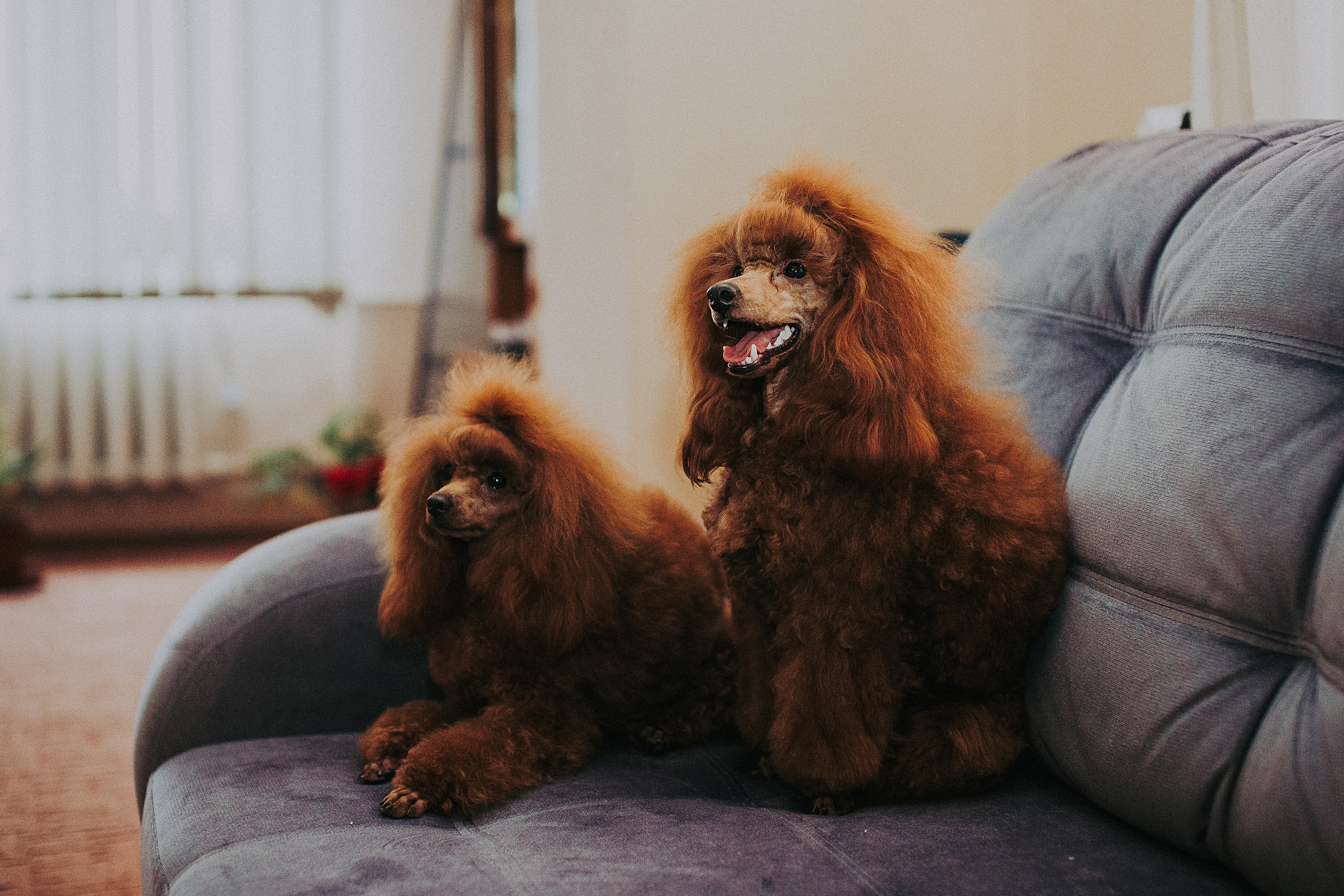 Мы и наш питомец. Свадебный и семейный фотограф/видеограф в Краснодаре Наталья Осинская