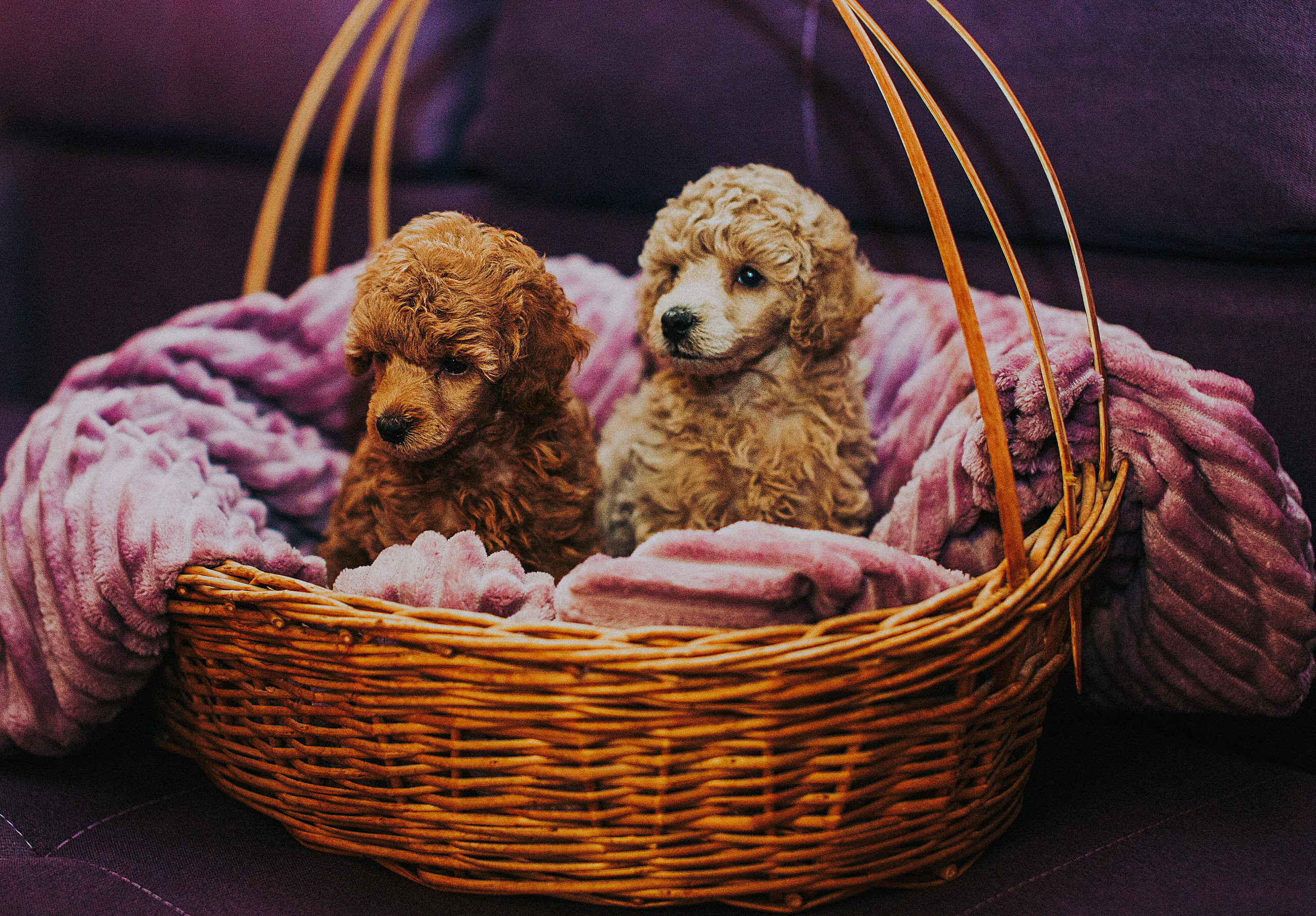 Мы и наш питомец. Свадебный и семейный фотограф/видеограф в Краснодаре Наталья Осинская