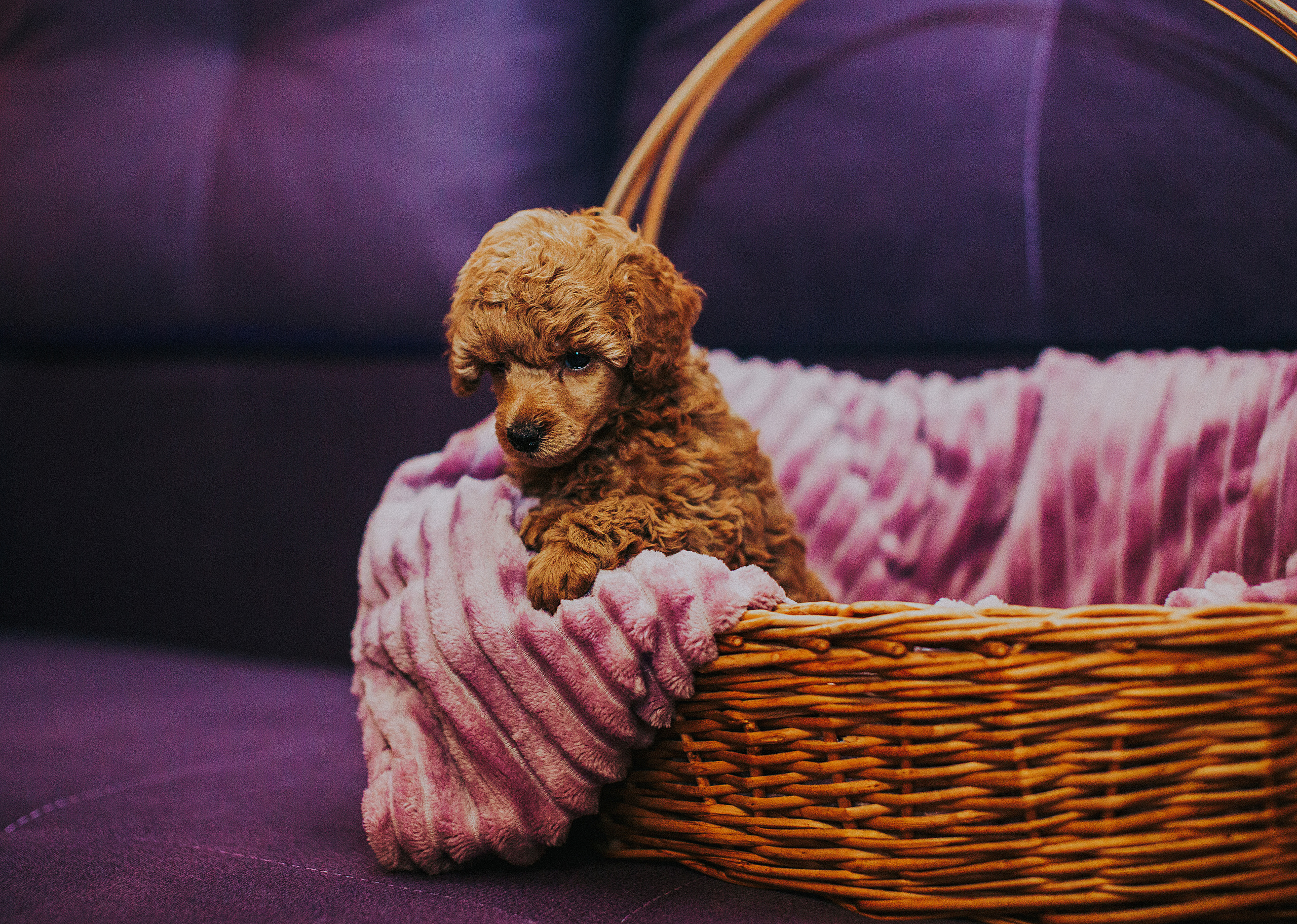 Мы и наш питомец. Свадебный и семейный фотограф/видеограф в Краснодаре Наталья Осинская