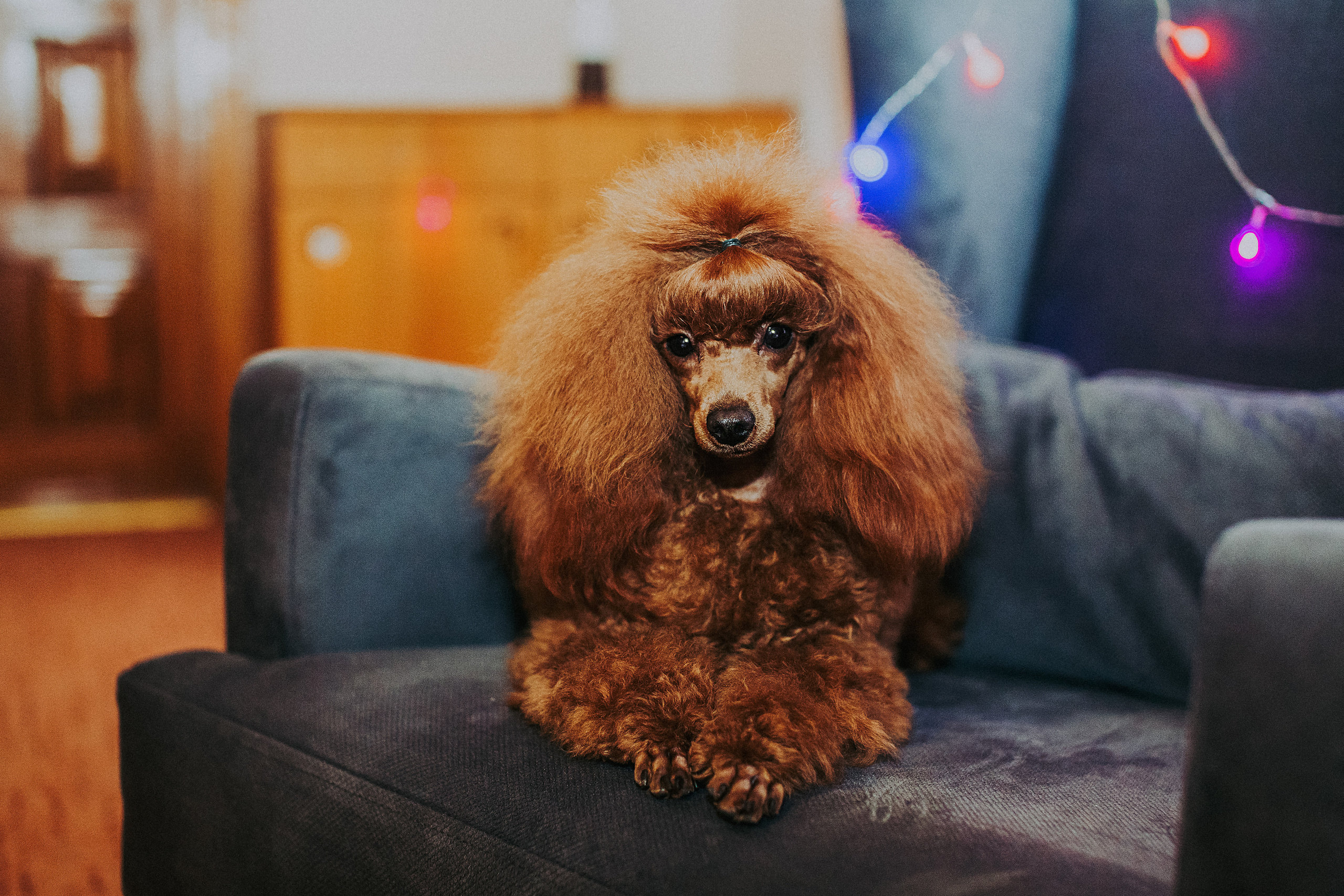 Мы и наш питомец. Свадебный и семейный фотограф/видеограф в Краснодаре Наталья Осинская