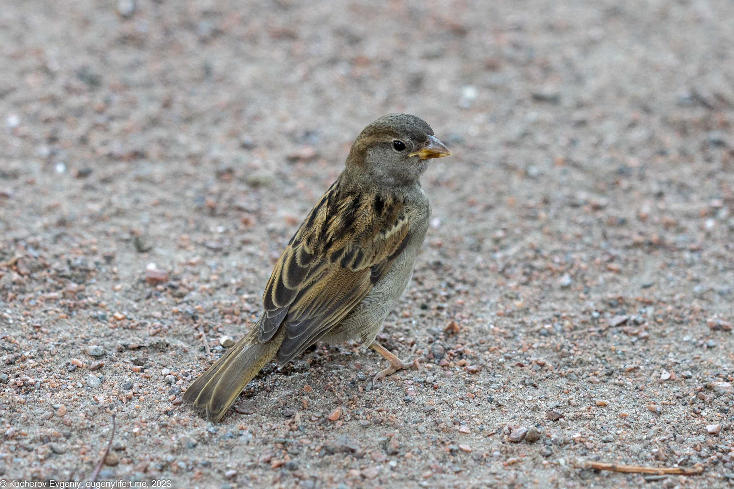 Животные. Кучеров Евгений. Фотограф