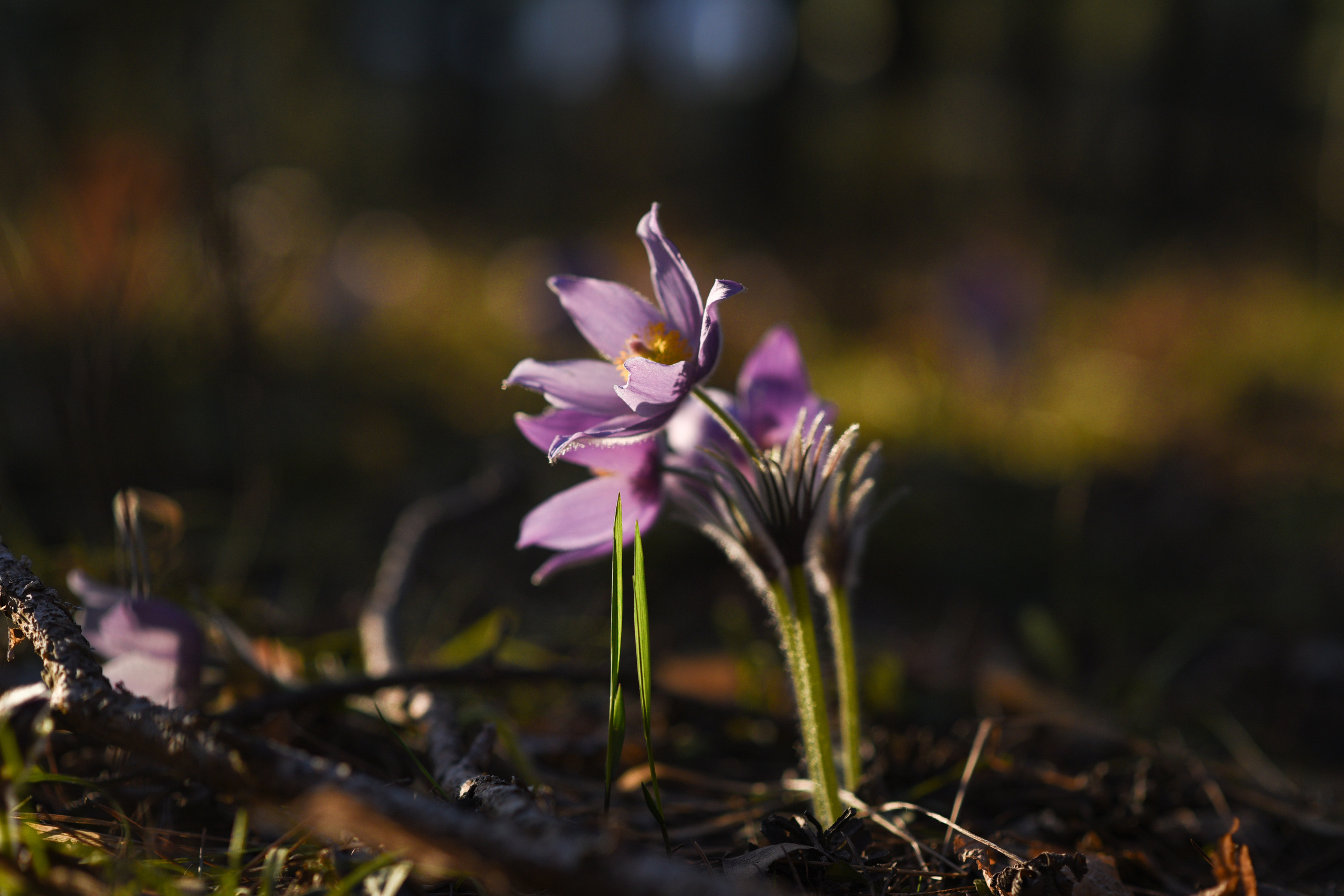 Природа. Фотограф Алсу Сагирова в Казани и Болгаре