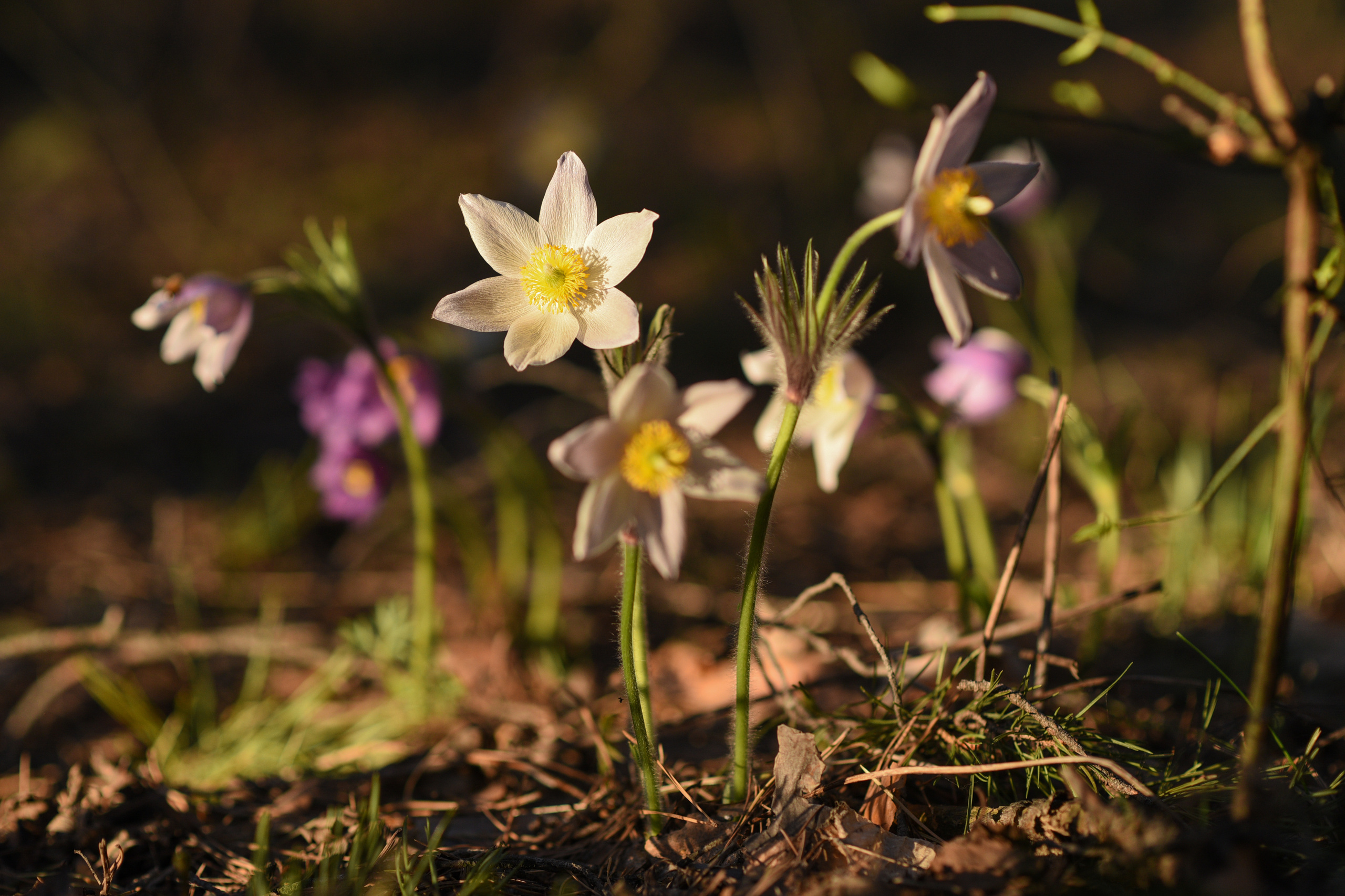 Природа. Фотограф Алсу Сагирова в Казани и Болгаре