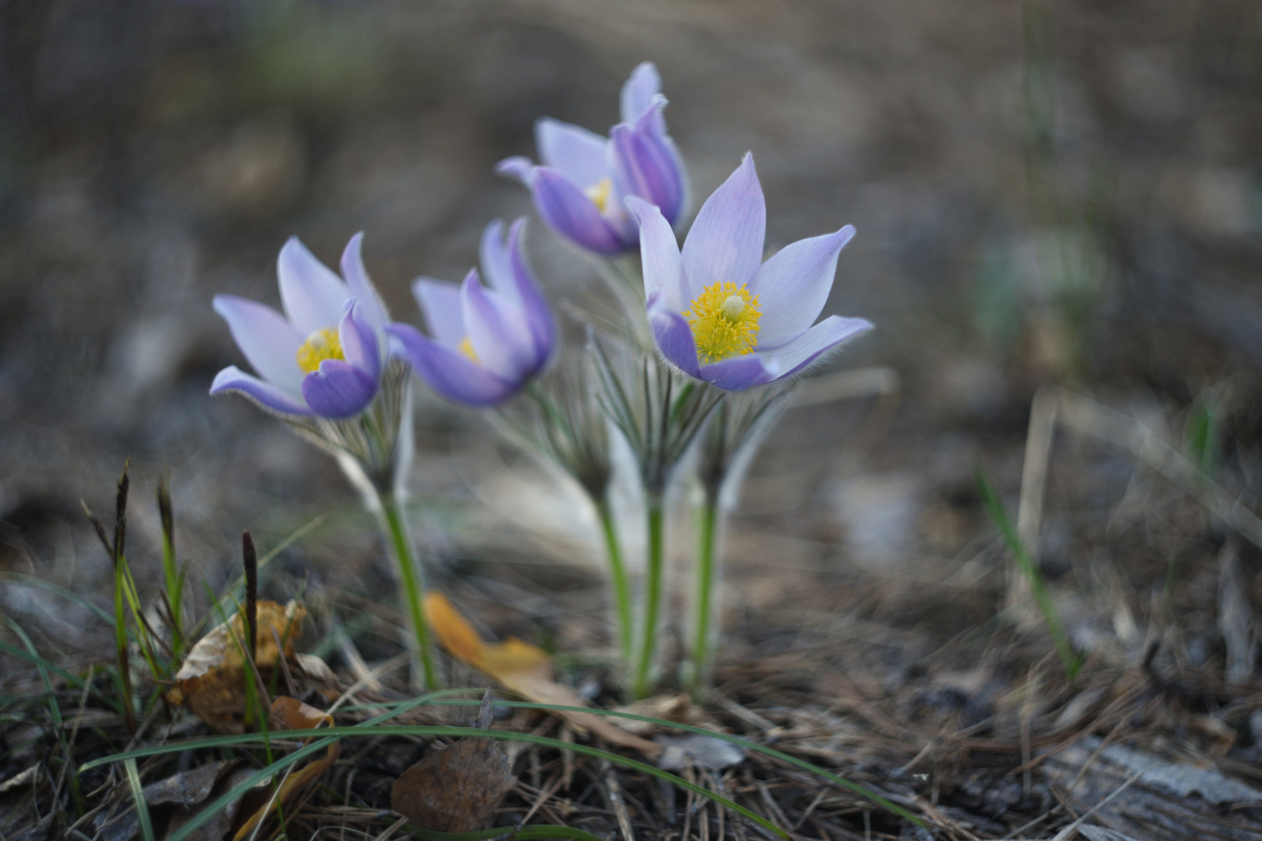 Природа. Фотограф Алсу Сагирова в Казани и Болгаре
