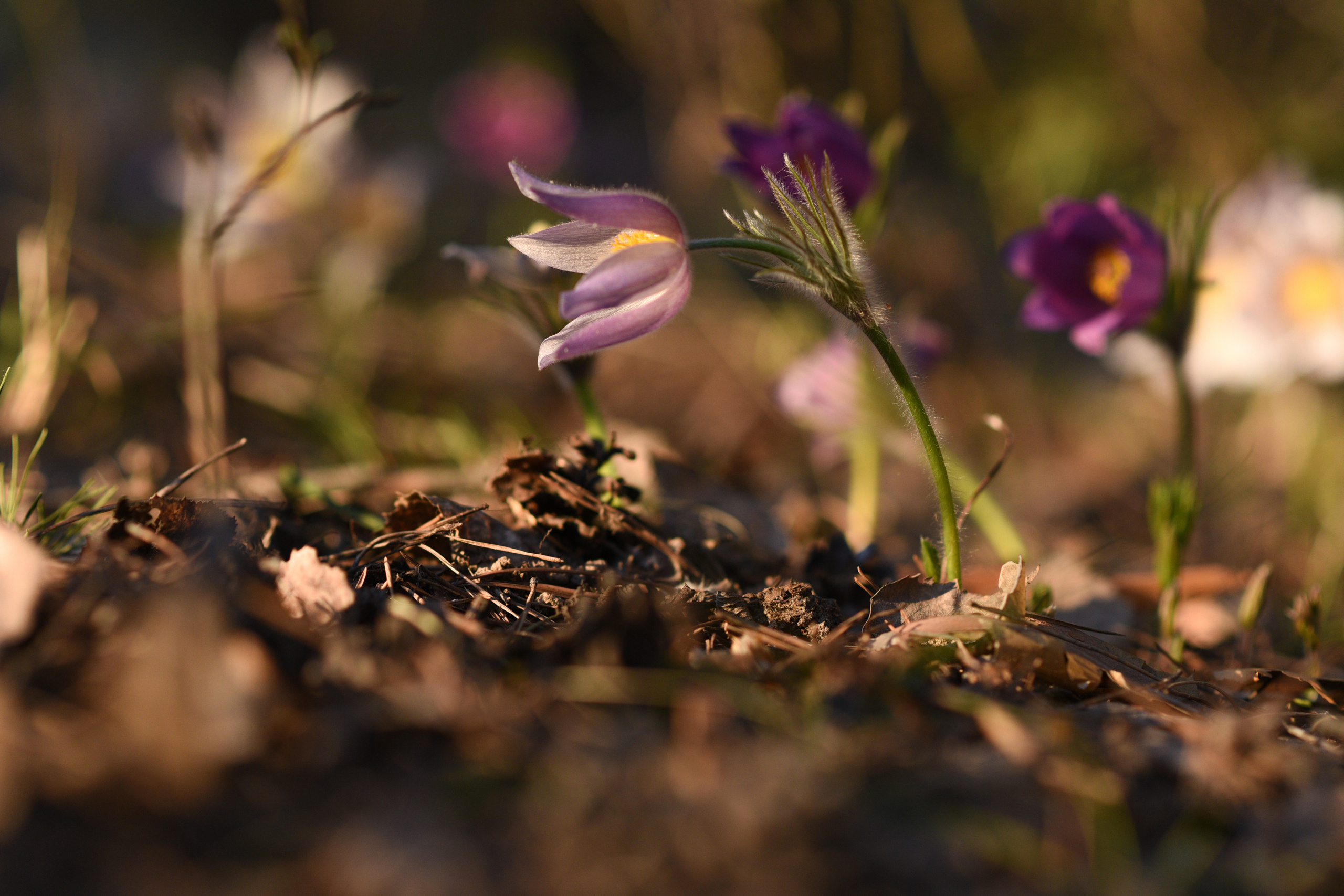 Природа. Фотограф Алсу Сагирова в Казани и Болгаре
