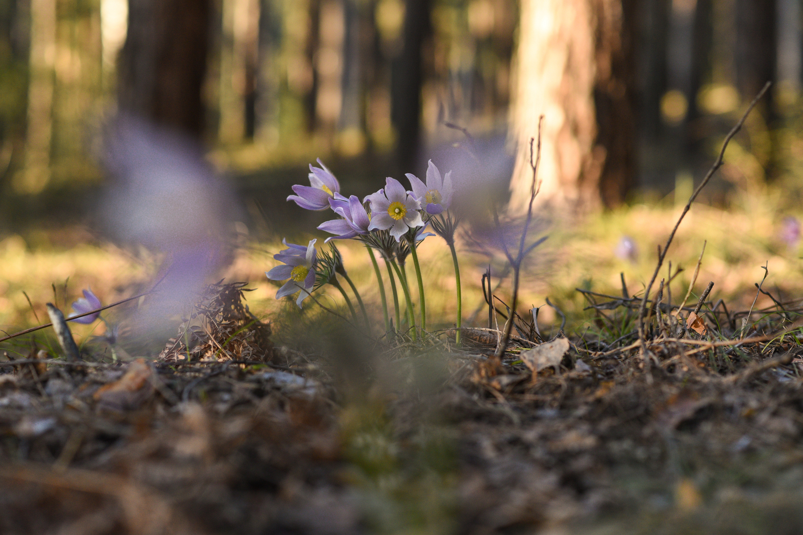 Природа. Фотограф Алсу Сагирова в Казани и Болгаре