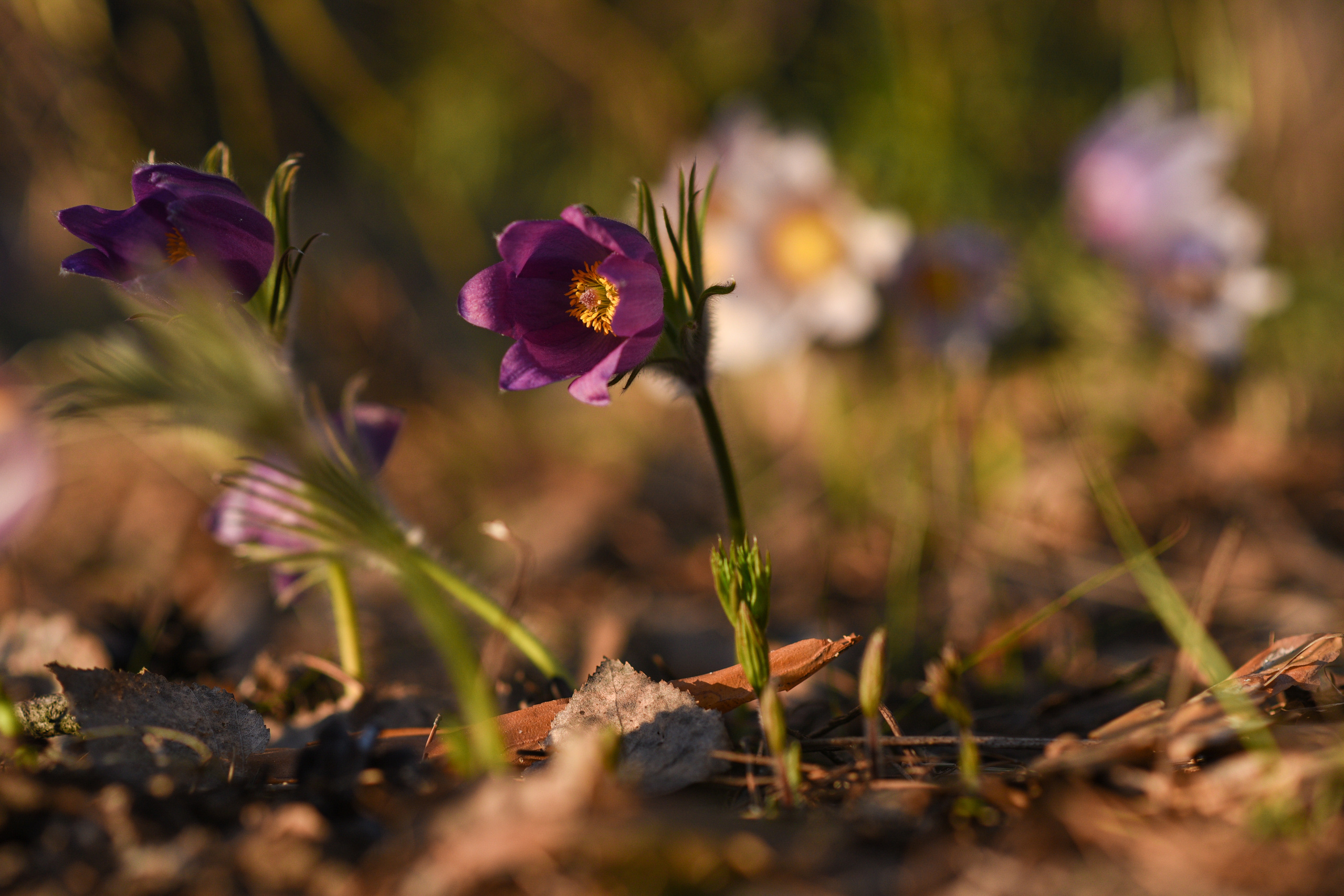 Природа. Фотограф Алсу Сагирова в Казани и Болгаре
