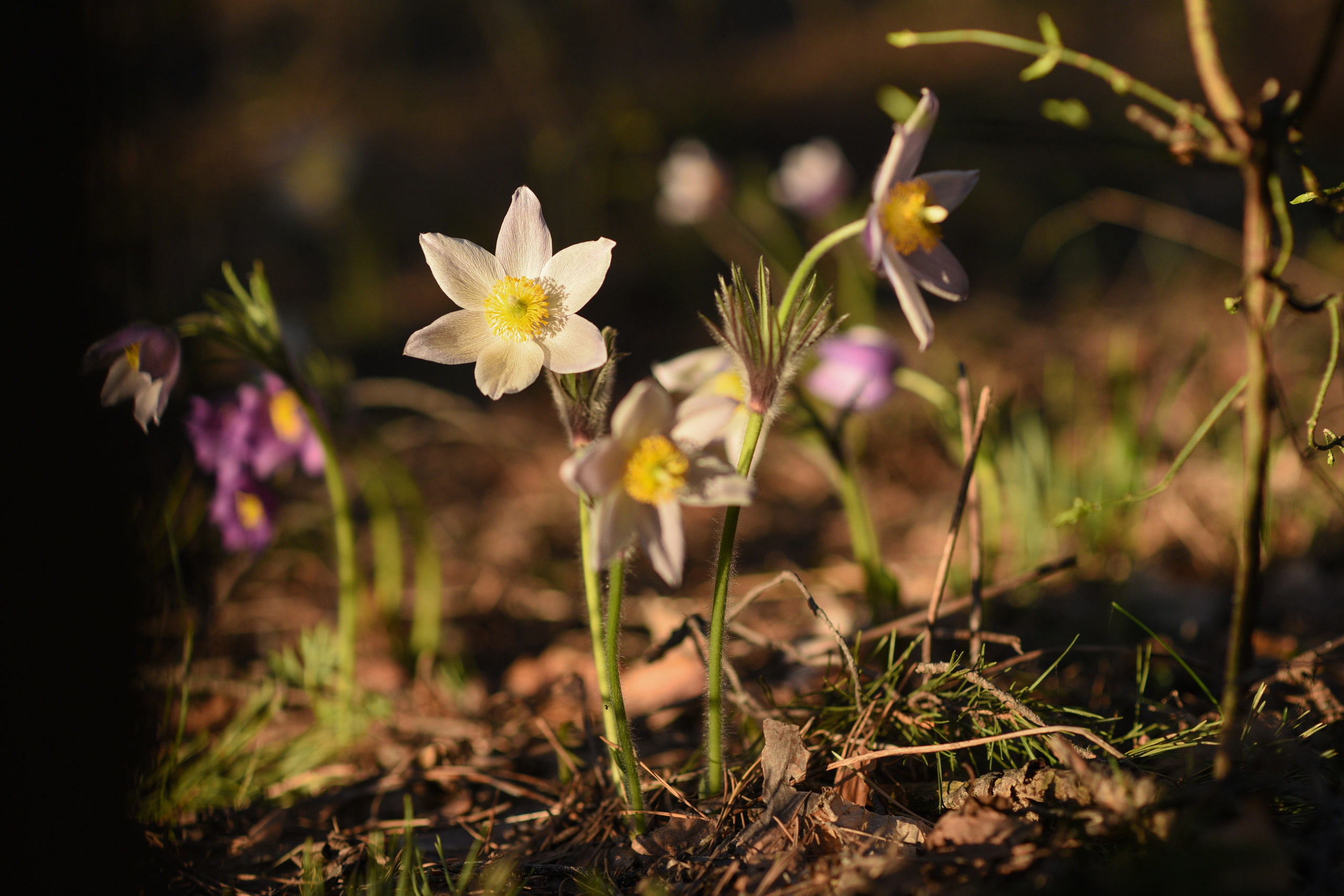 Природа. Фотограф Алсу Сагирова в Казани и Болгаре