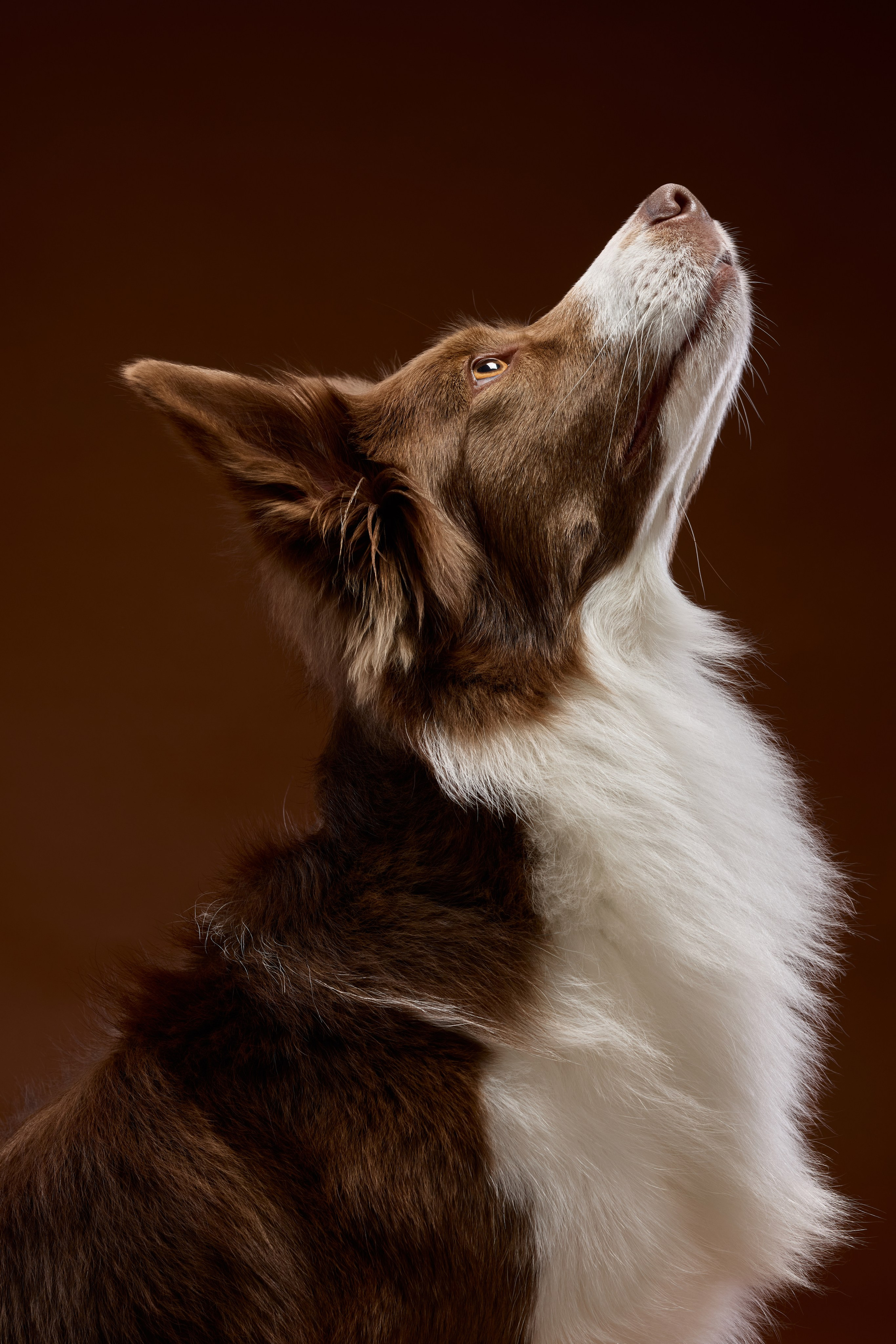 Pet photography. Фотограф Макс Давыдов