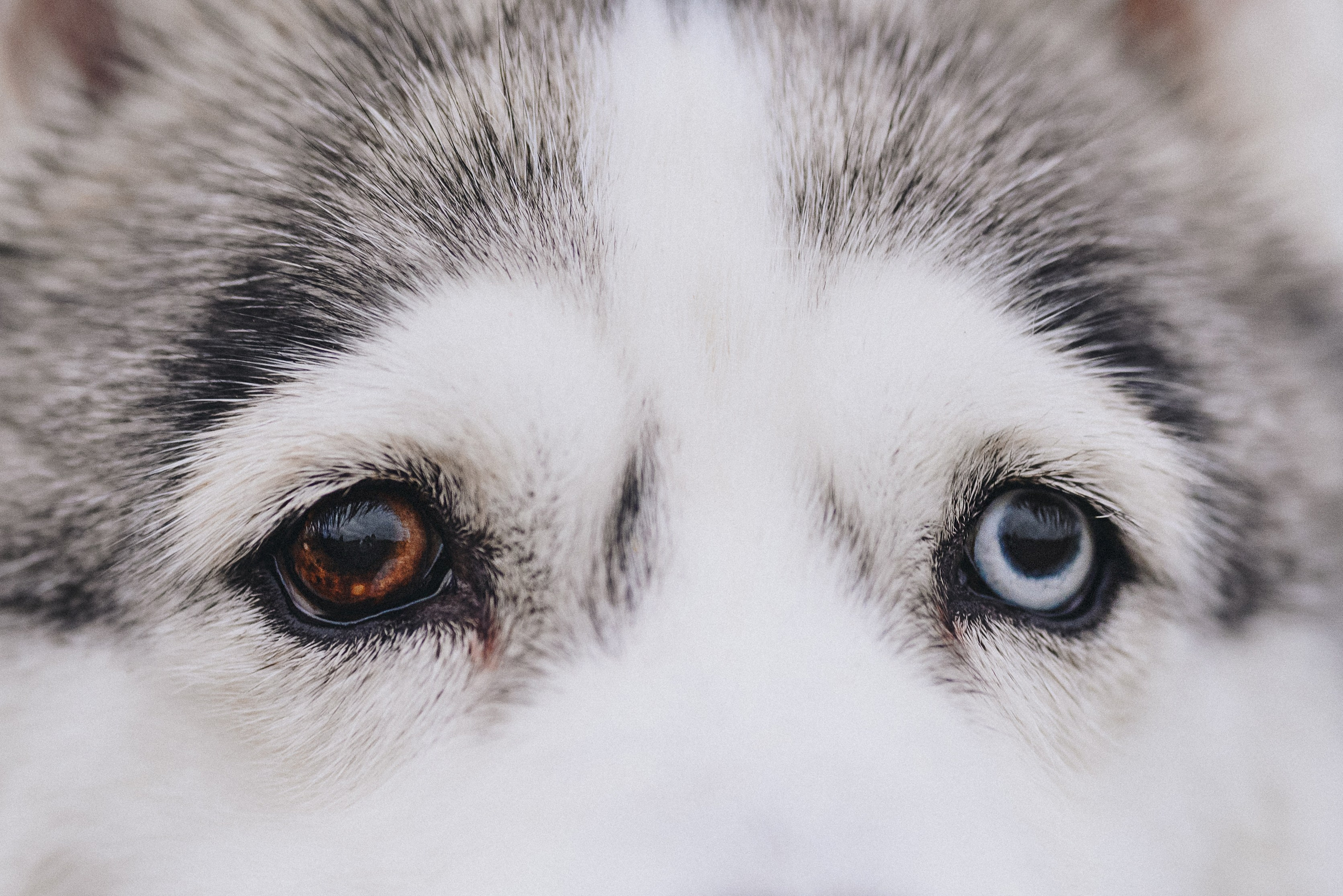 Lilya & Eva. Natalia Finch Photography — Family, Kids & Pet Photographer in Chicago, IL