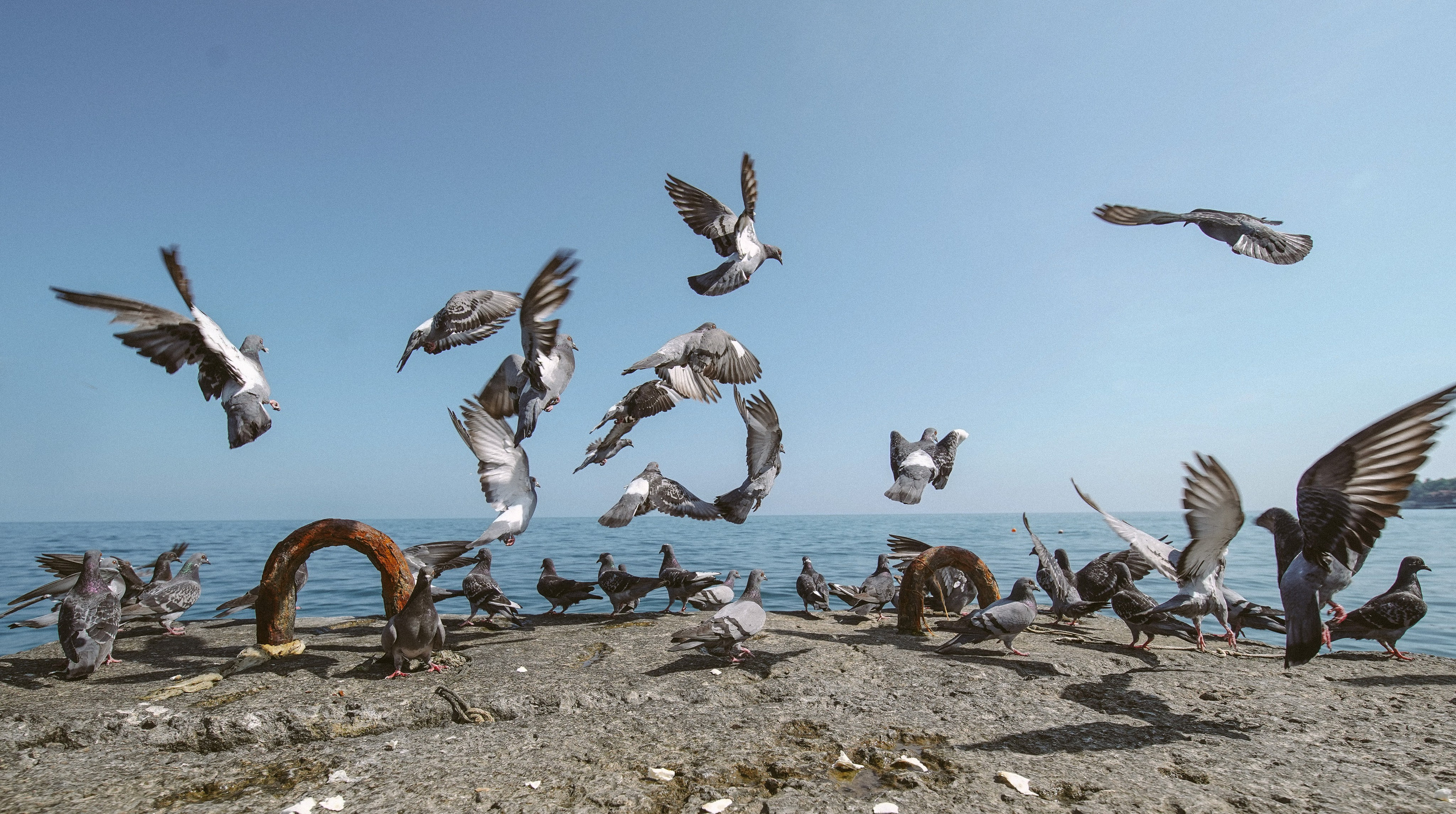 Пернатый психоз. Стрит-фотография, полная абсурда, идиотизма и красоты