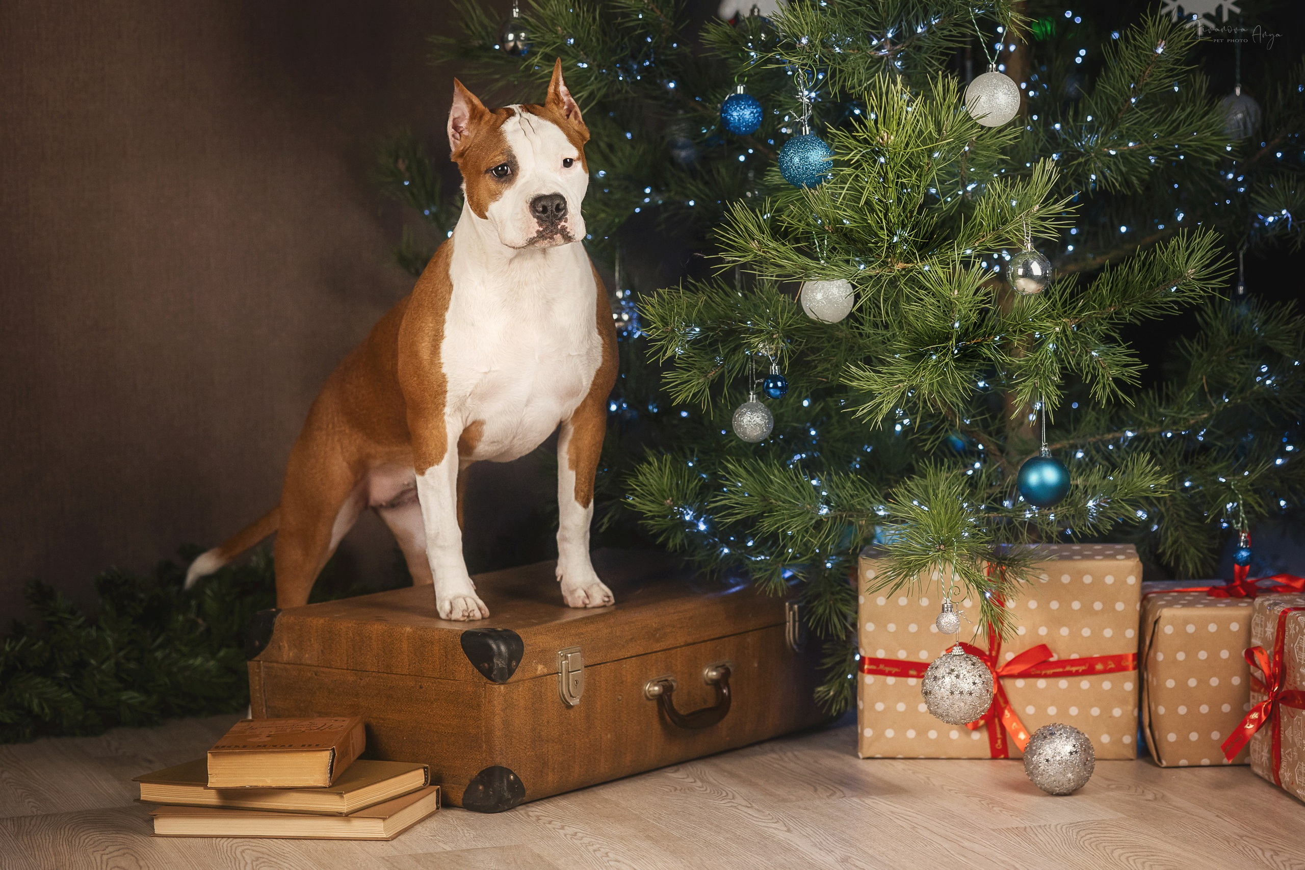 Фотодень_3 2025. Фотограф анималист Аня Ливанова | Рыбинск