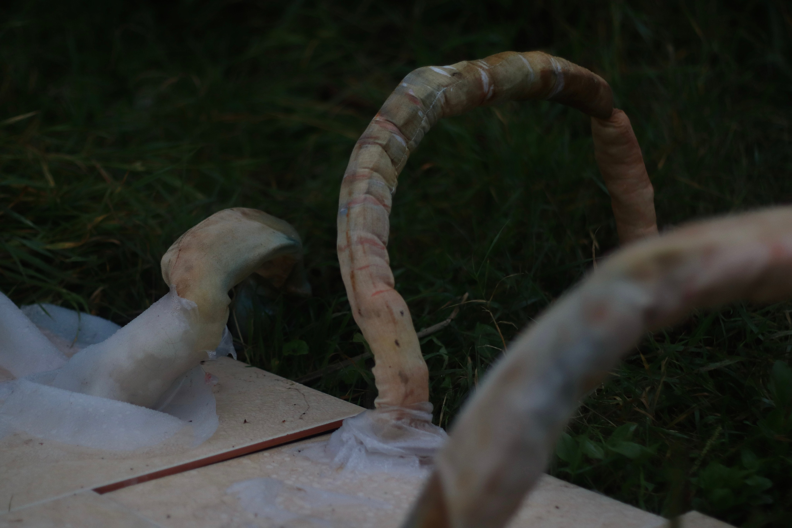 Эволюция непрерывно идет под знаком приспособления: инсталляция. Художница Софья Григорьева