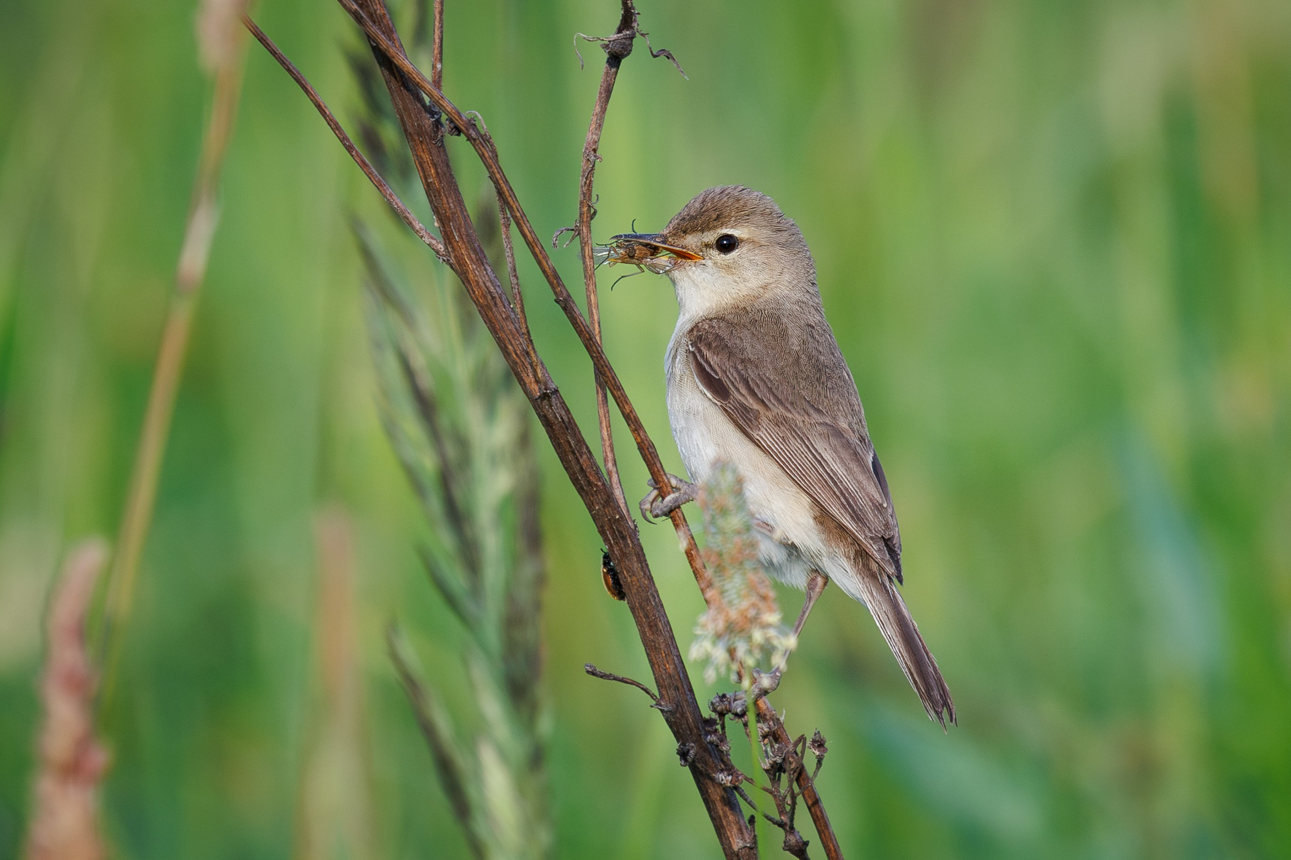 Северная бормотушка Снято на Canon EOS R8, RF 600 mm f11.