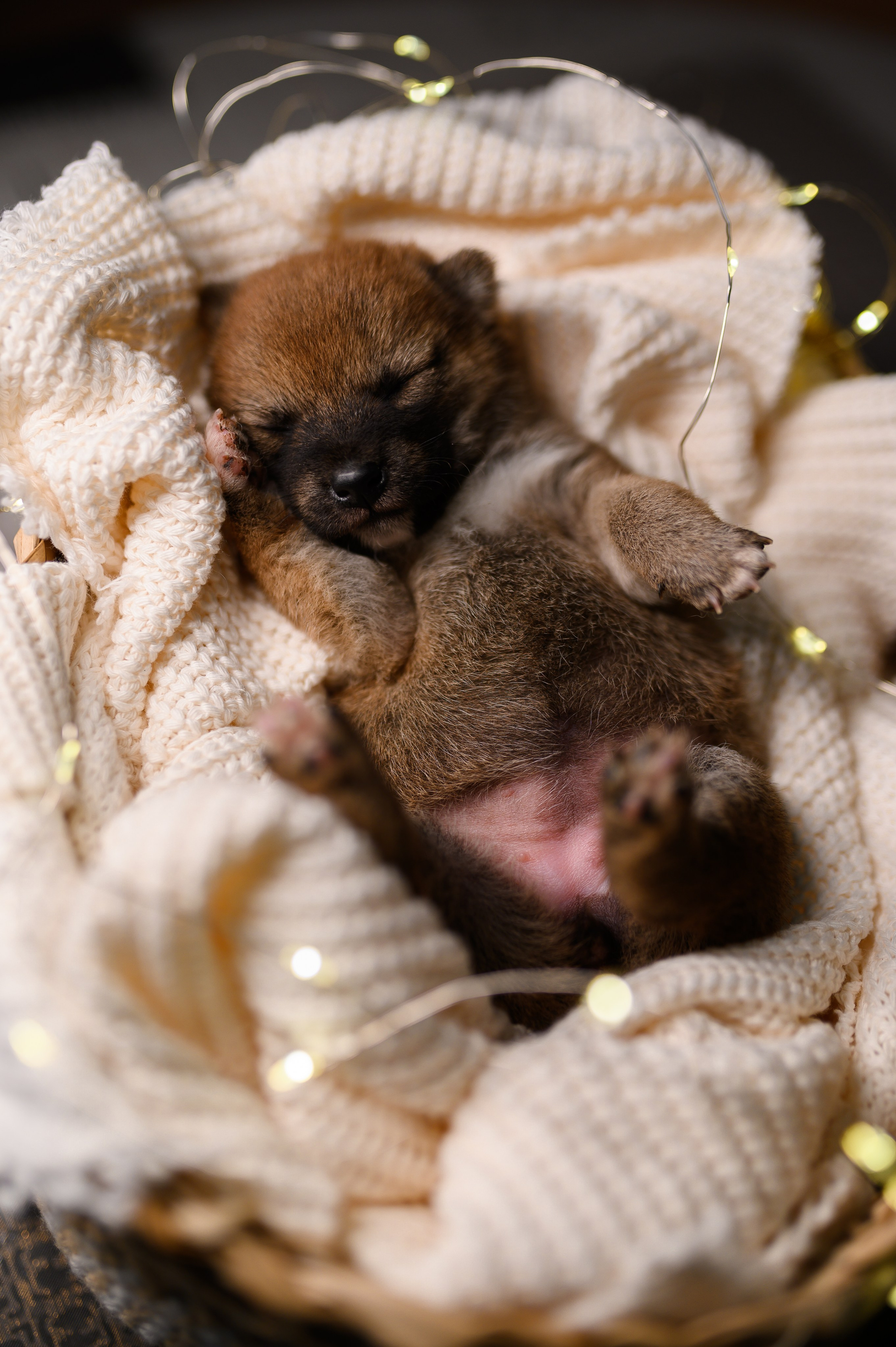 Мамесиба. Фотограф анималист в Москве Ольга Агушева