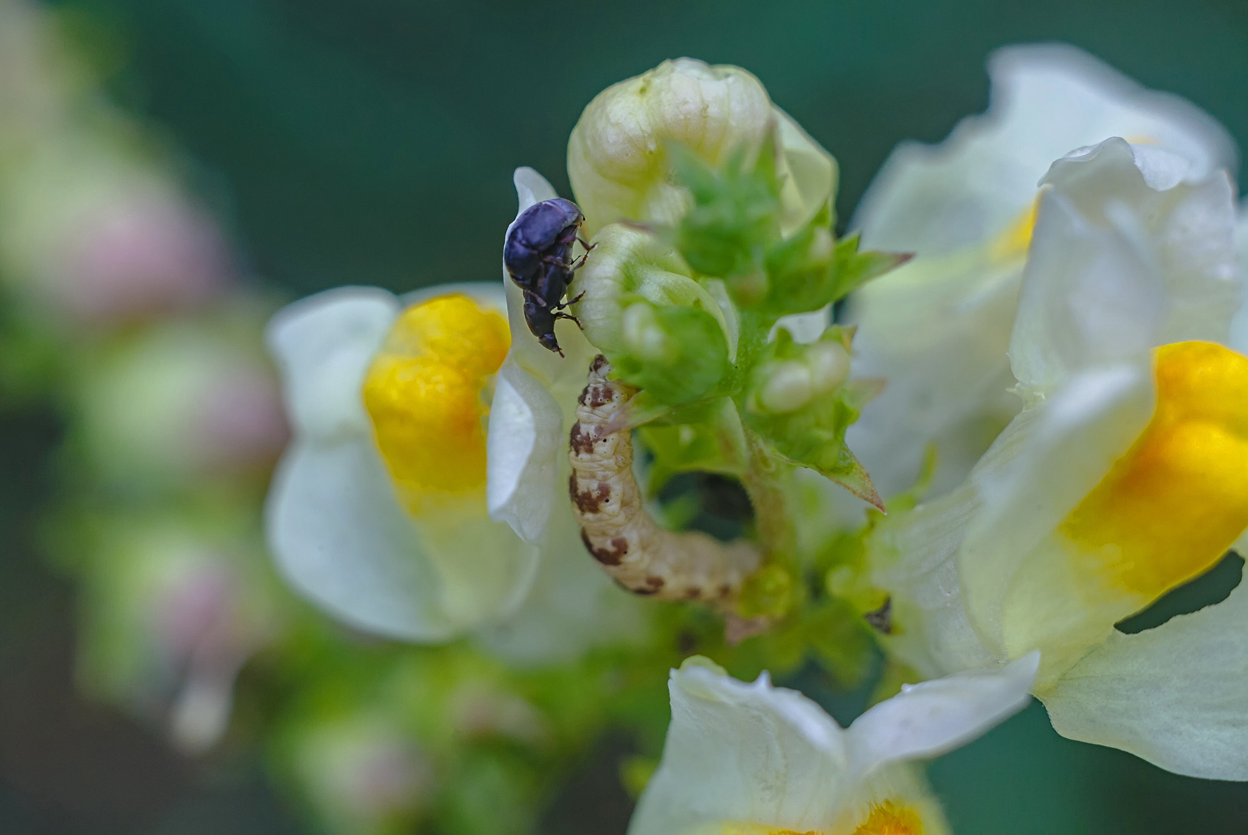 Съёмка животных и макро фото (Photographing animals and macro). Фотограф (photographer) Lischinski Vitaliy