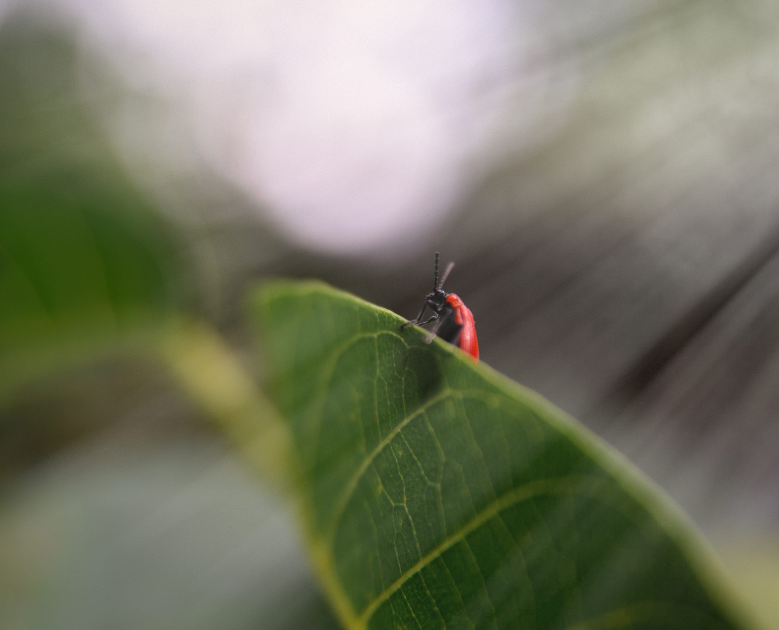 Съёмка животных и макро фото (Photographing animals and macro). Фотограф (photographer) Lischinski Vitaliy
