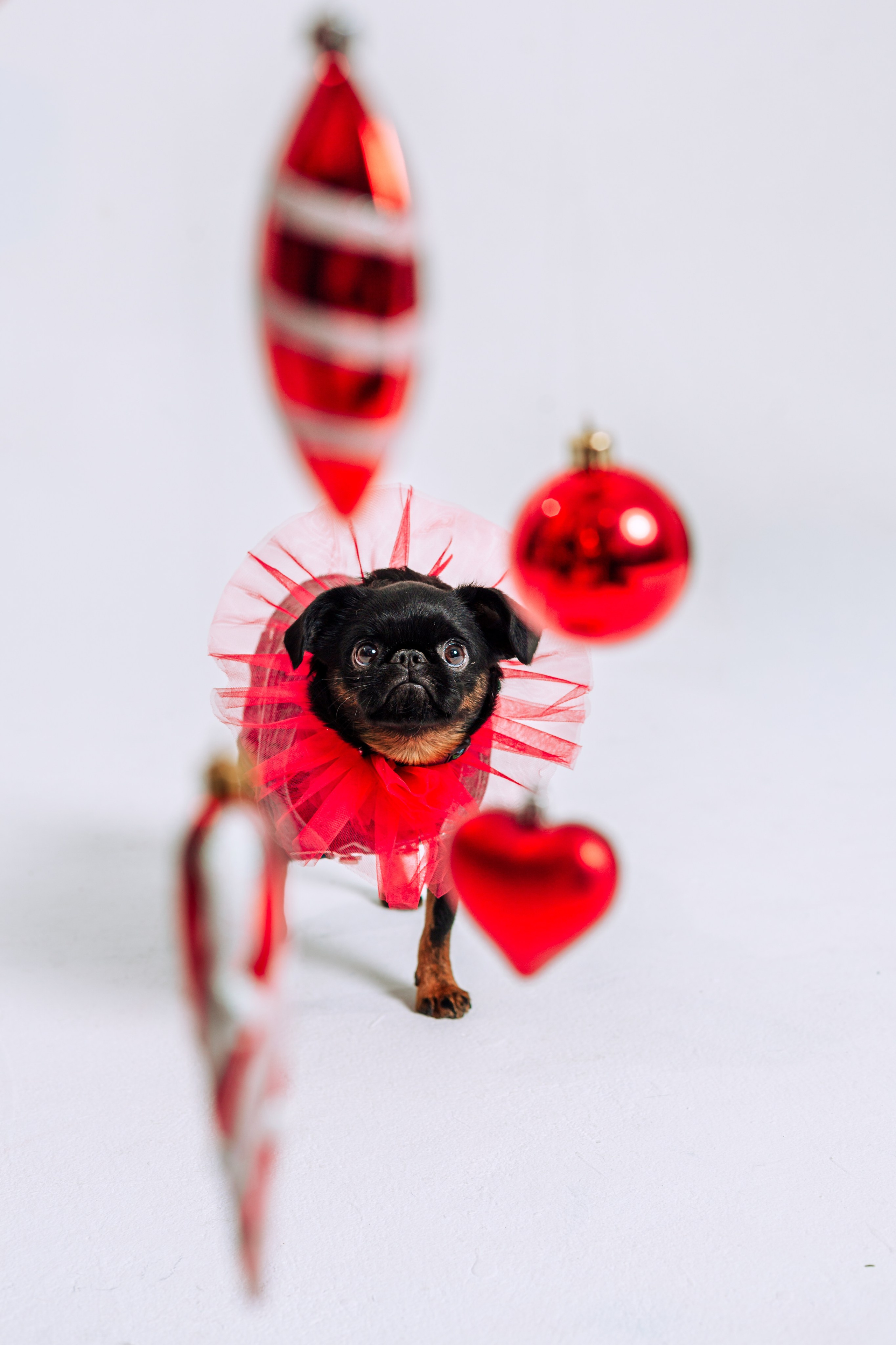 Бульвстреча 2025. Фотограф-анималист Татьяна Степанова