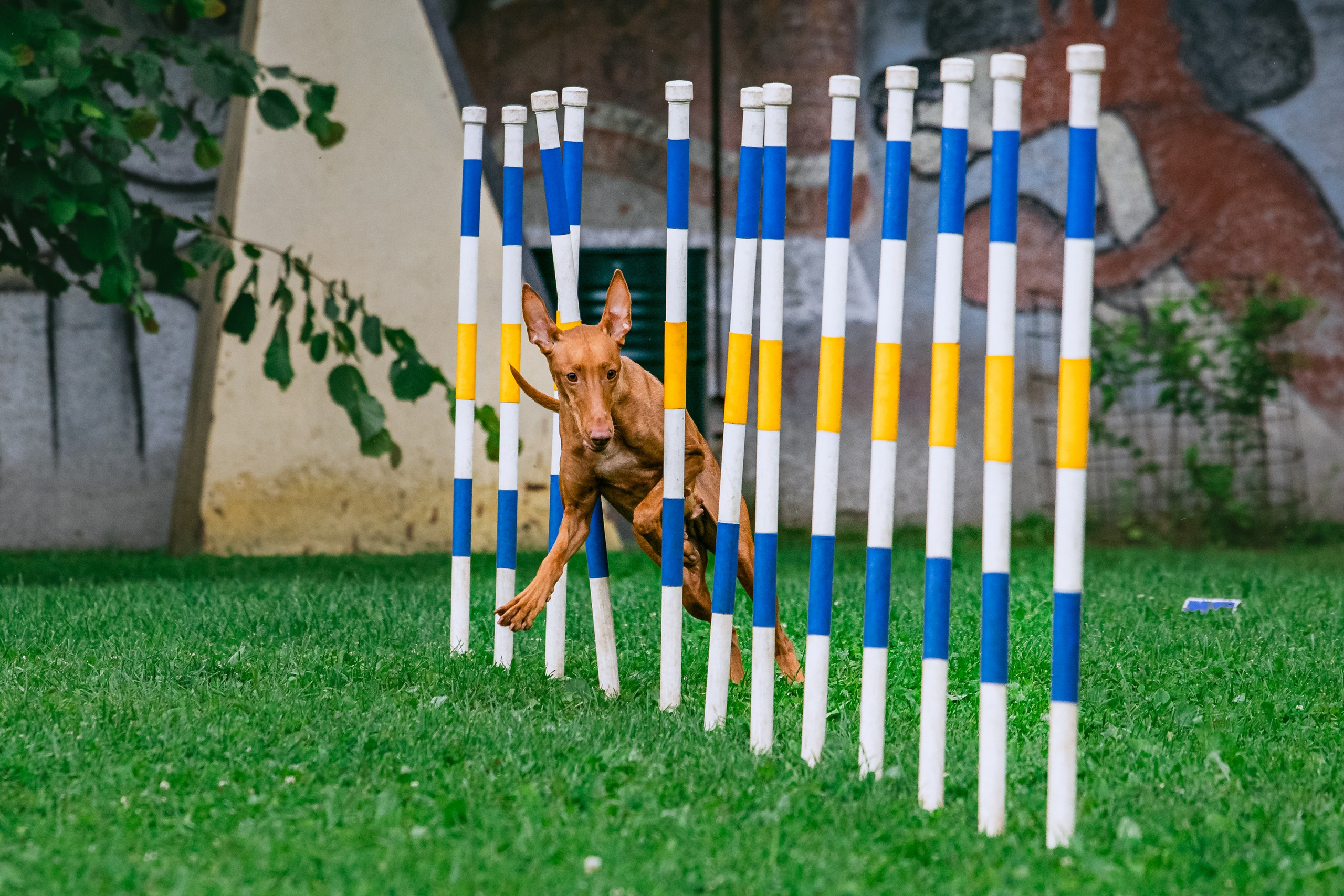Соревнования по аджилити Долгопрудный 30.06.2025. Фотограф-анималист Татьяна Степанова