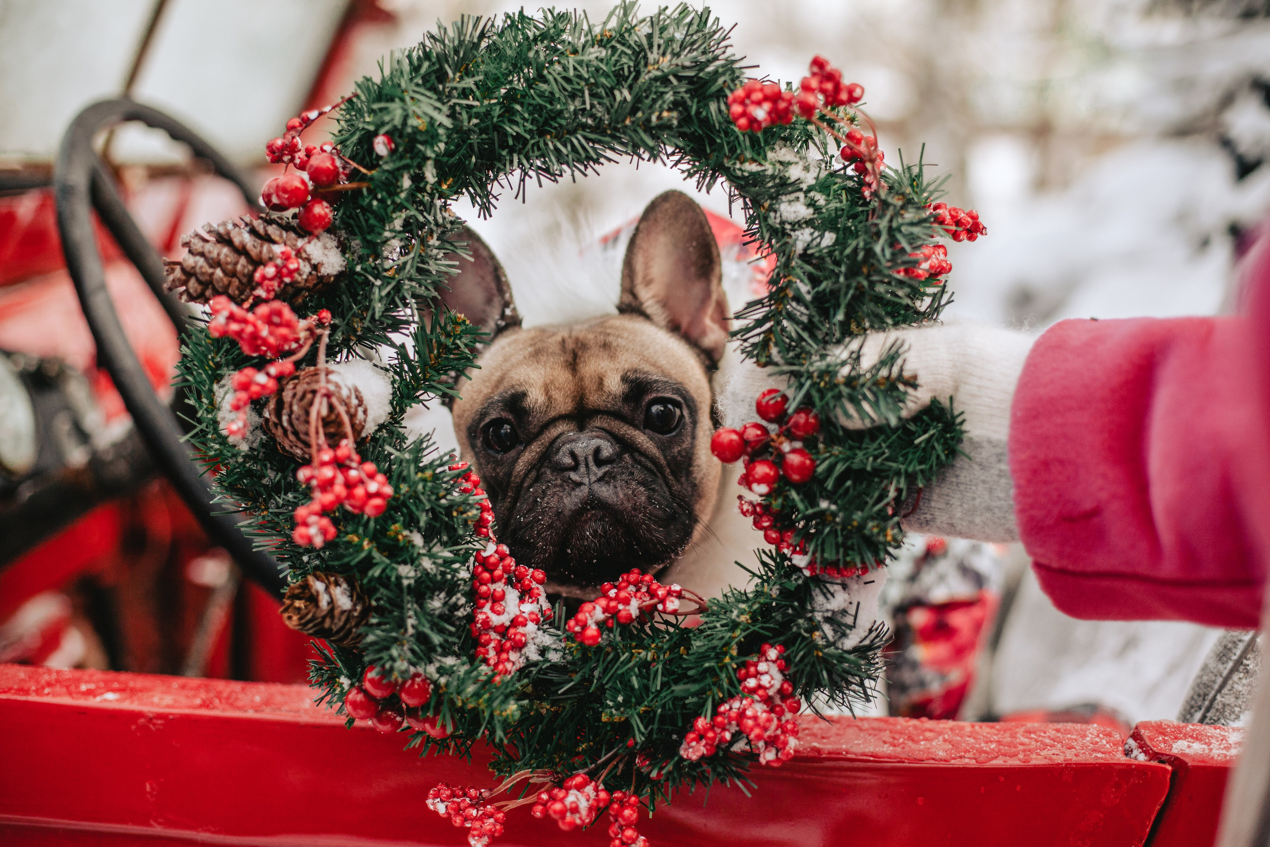 Зингер дача. Фотограф-анималист Татьяна Степанова