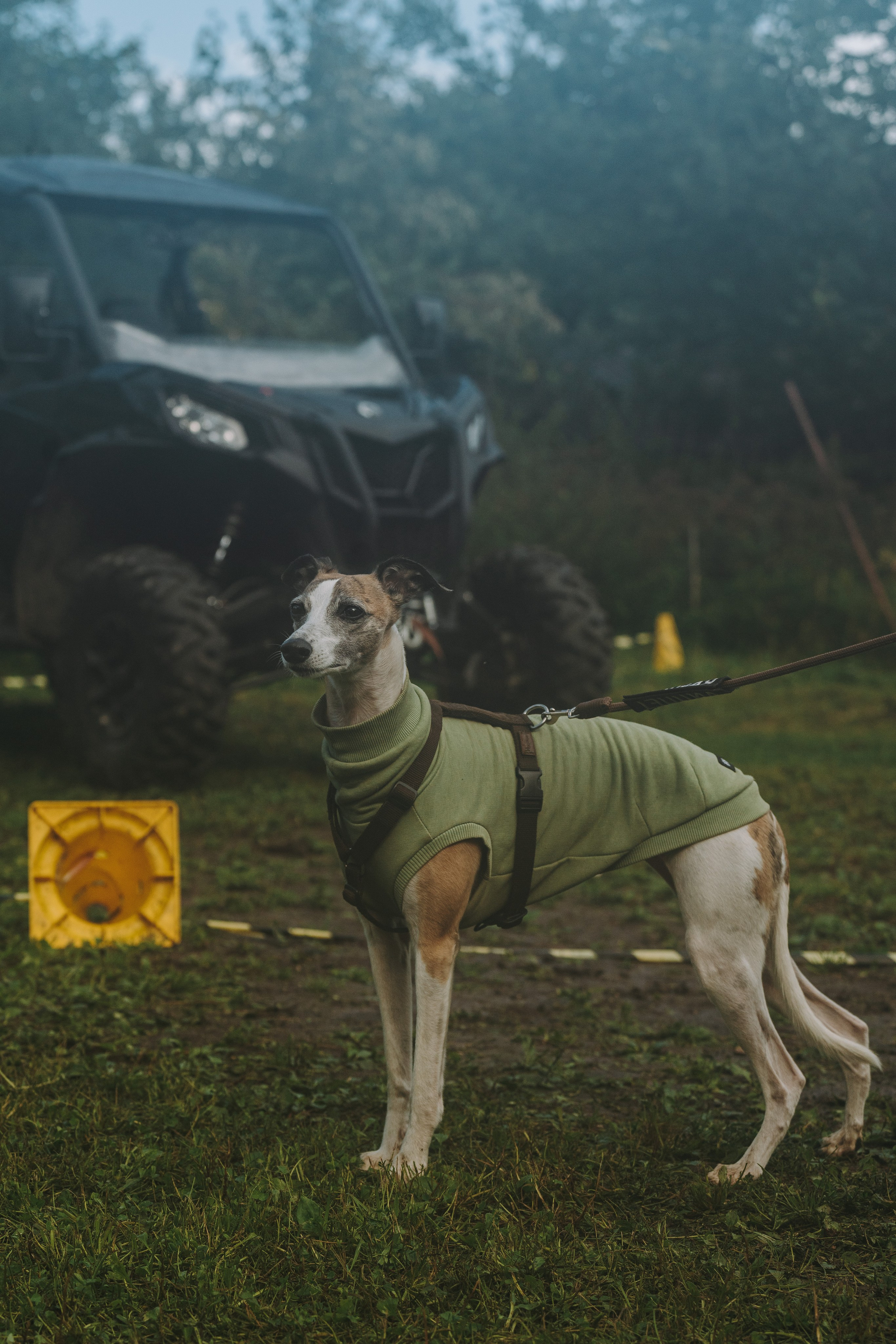Соревнования по ноузворку в Новожилово. Фотограф анималист в Спб недорого Олеся Майорова