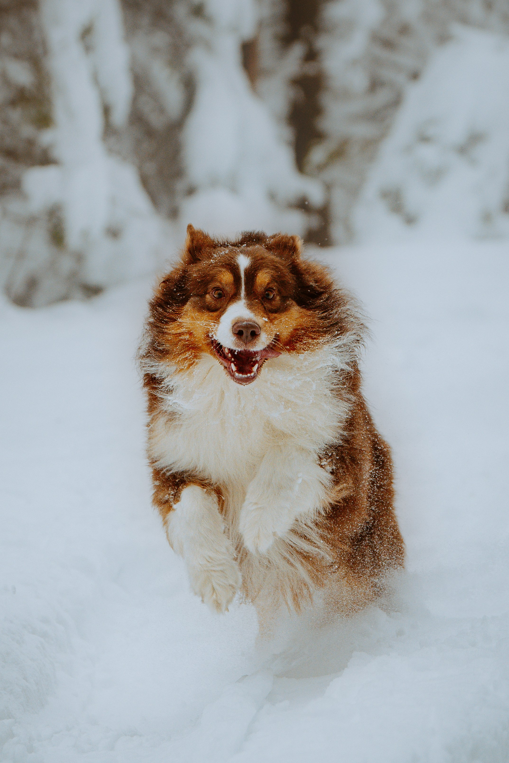 Дог трекинг. Фотограф анималист в Спб недорого Олеся Майорова