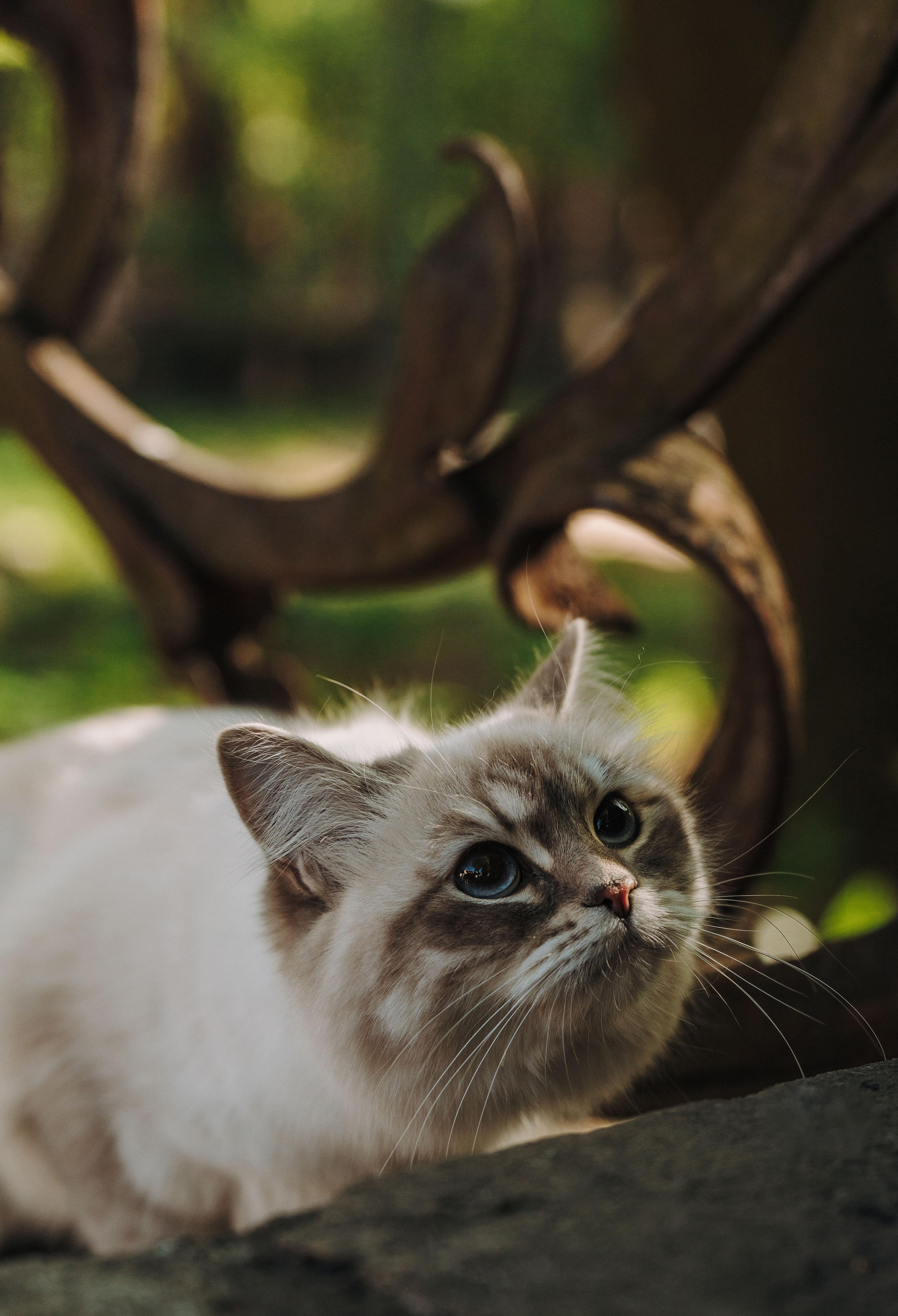 Сильвия, Полина и Никита. Фотограф анималист в Спб недорого Олеся Майорова