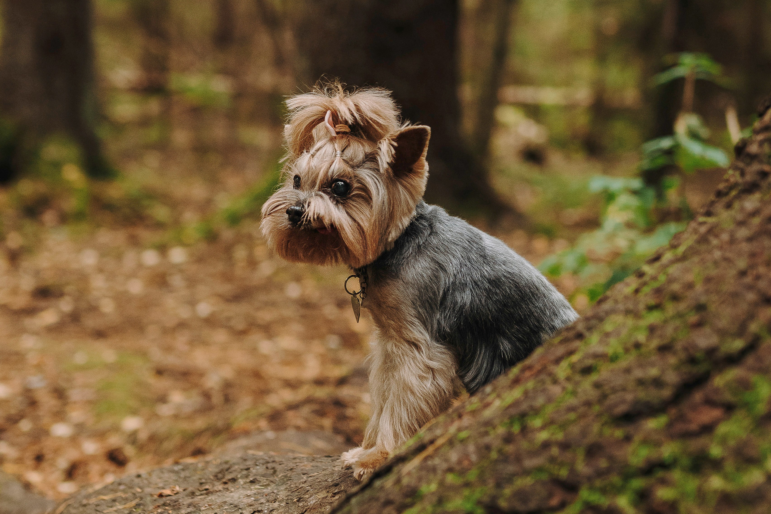 Евгения и Маруся. Фотограф анималист в Спб недорого Олеся Майорова