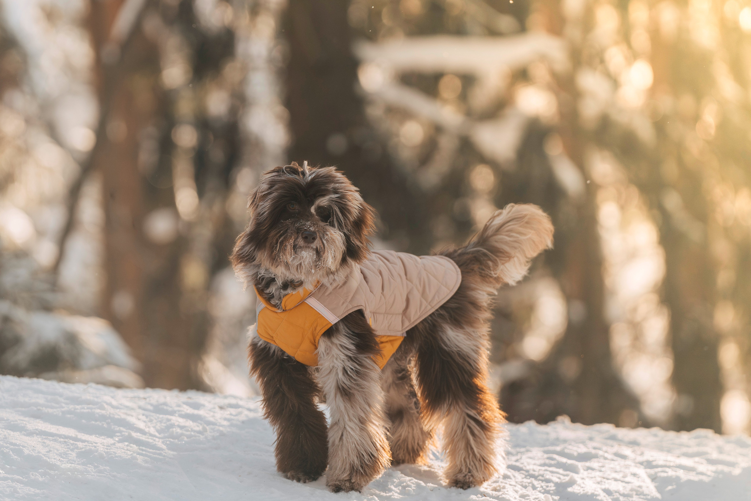 Хэйзел и её семья. Фотограф анималист в Спб недорого Олеся Майорова