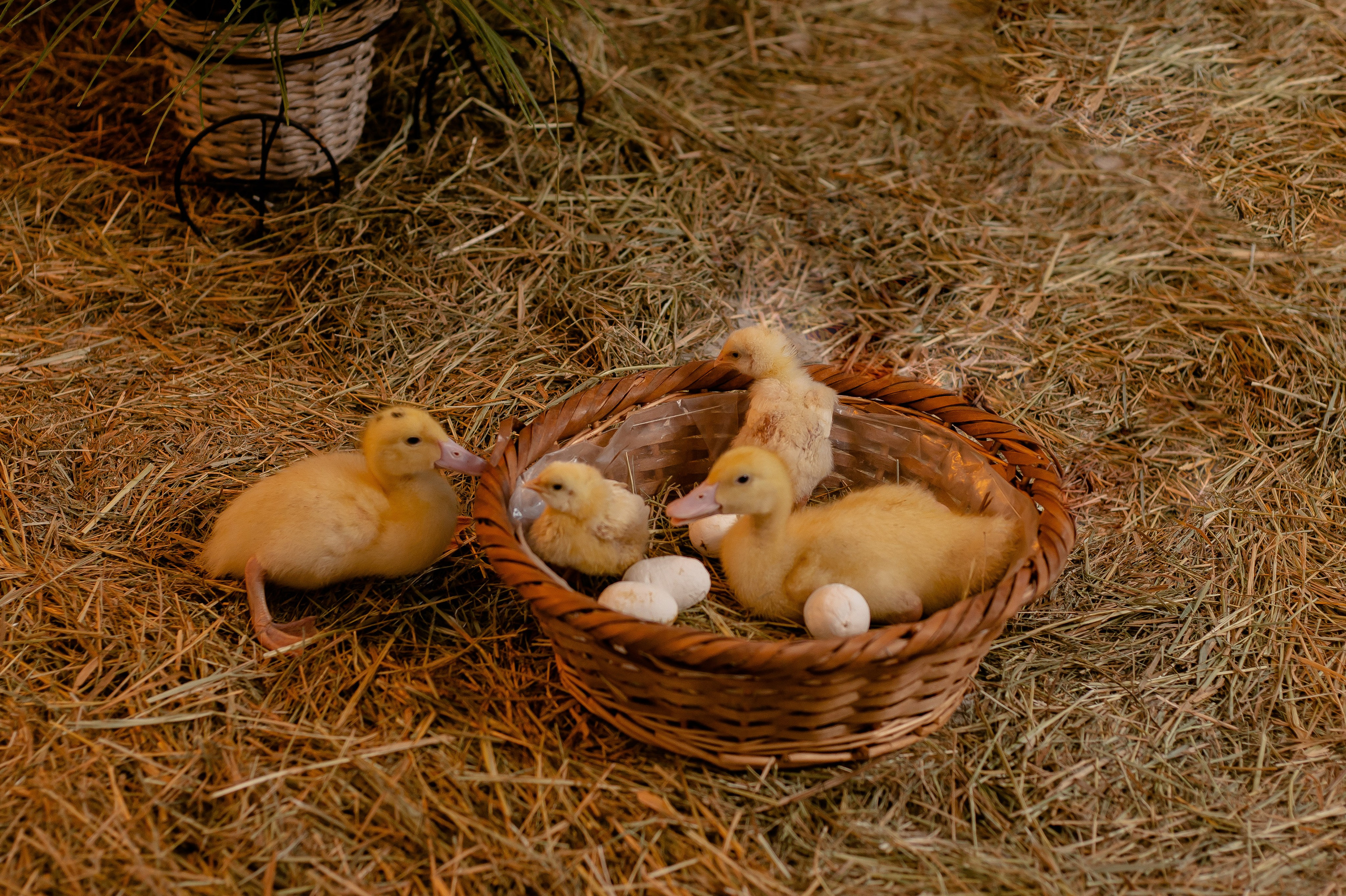 Пасхальные 2025. Семейный фотограф в Саратове Элоиза Ляпина