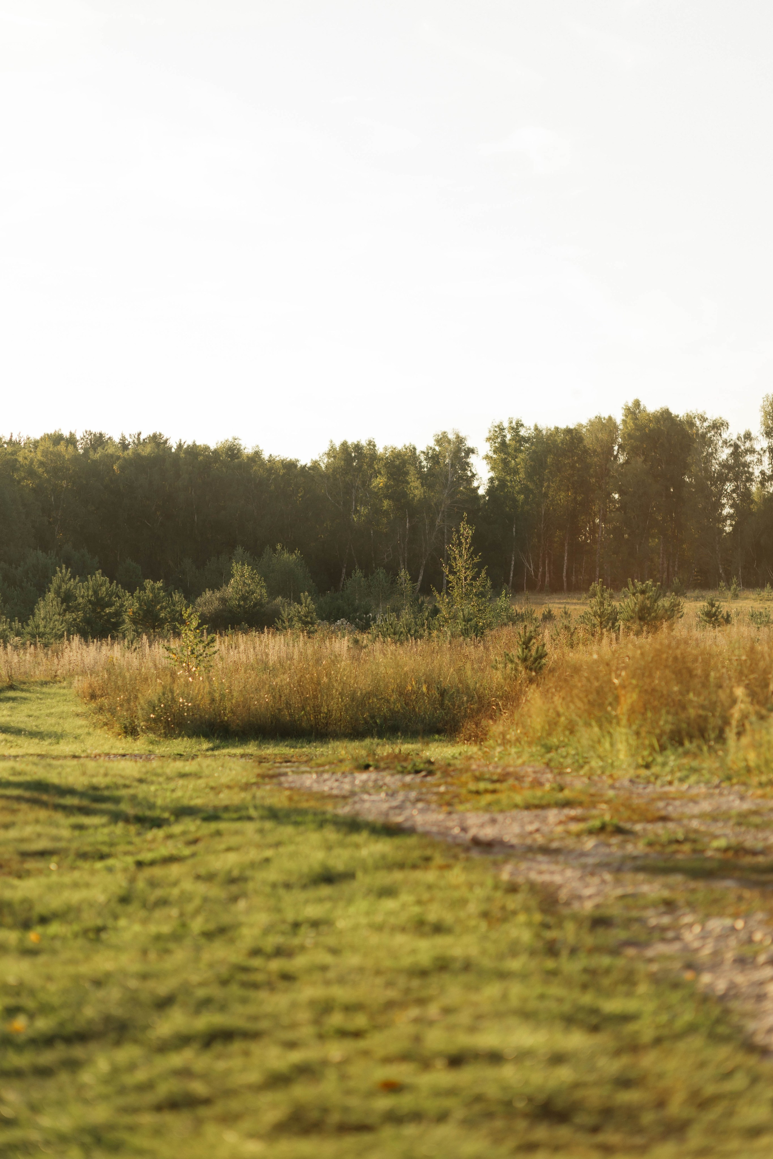 Свадебная история. Лесной Виладж. Свадебный и семейный фотограф Рассказова Виктория