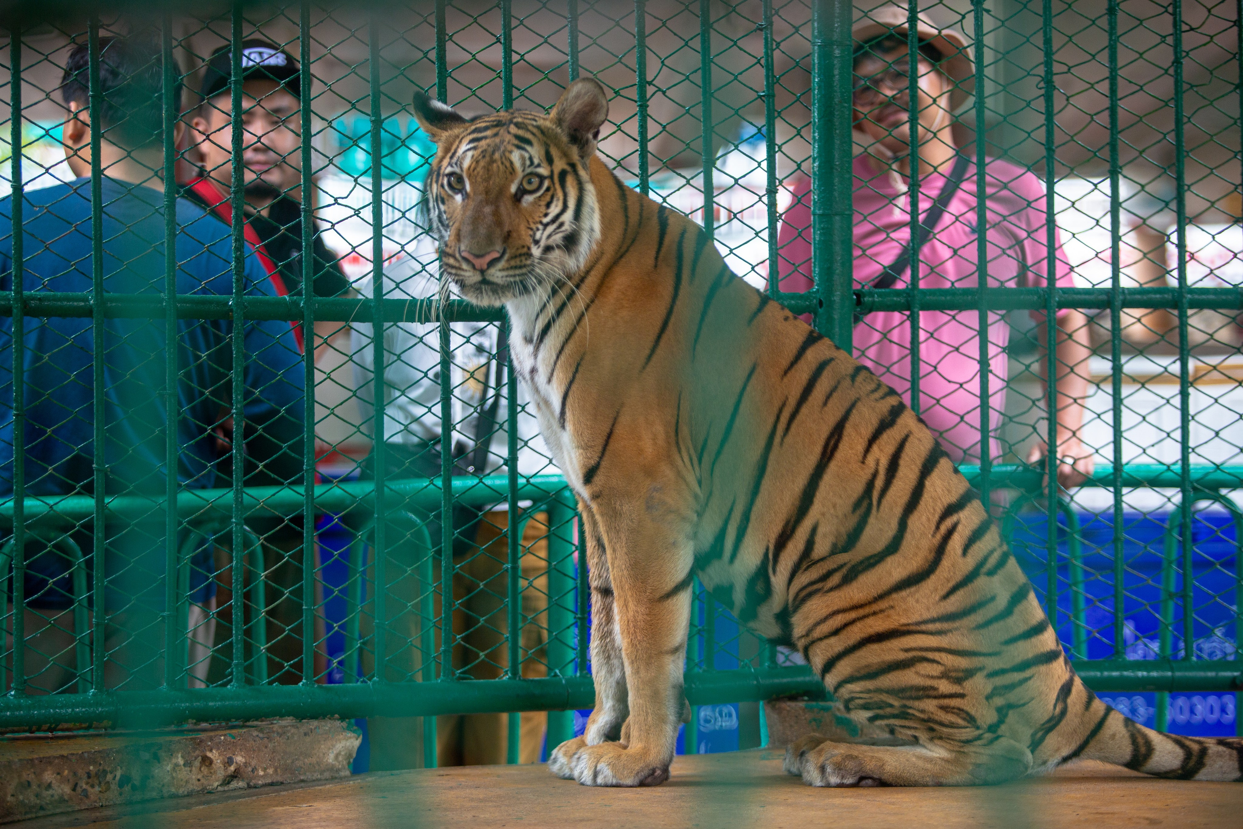 Samut Prakan Crocodile Farm & Zoo. Photographer Sonkina Tatiana (Tanya Ash)