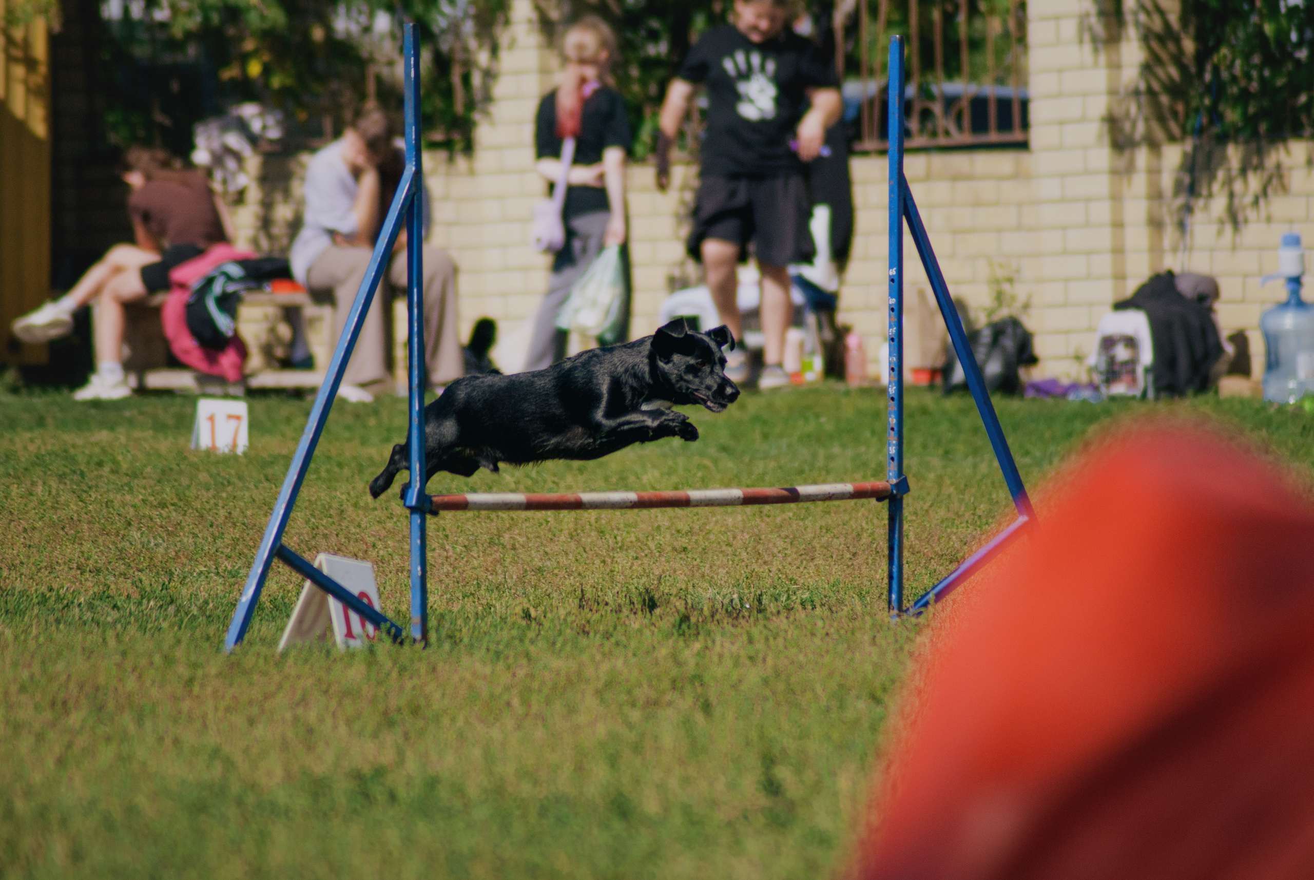 Аджилити. Фотограф в Тюмени Лизавета Сапицкая