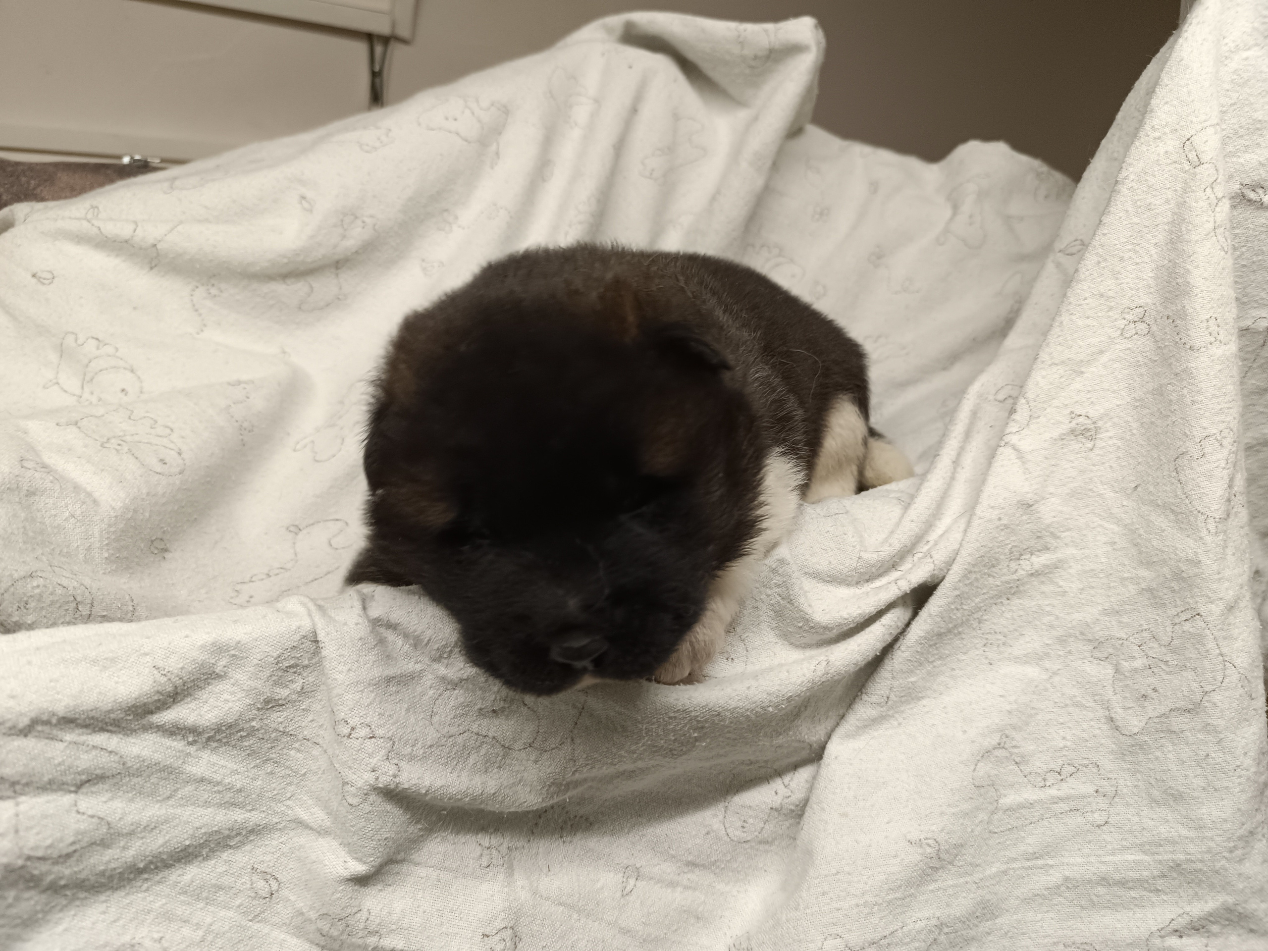 Американская акита  щенки питомник Санкт-Петербург клубные щенки Американская акита питомник RUBYLIGHT Рубилайт купить щенка американской акиты