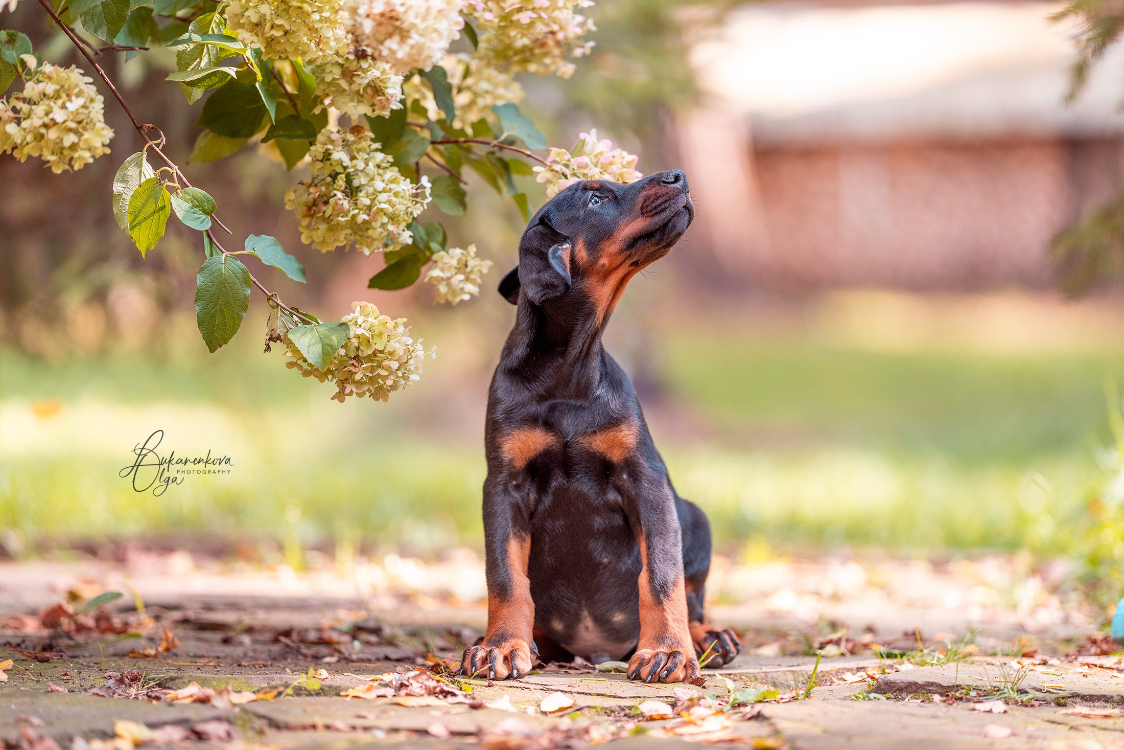 У Татьяны. Фотограф анималист Ольга Луканенкова в Москве