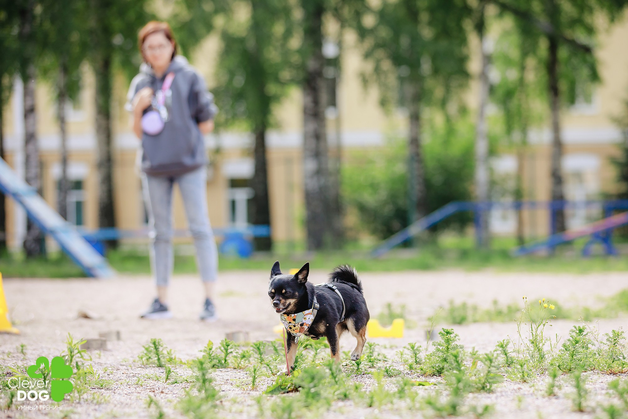 Семинар по поиску запаха с Иваном Ломовым, организатор CleverDog, СПб. Фотограф-анималист Mary Mart — Москва, Питер
