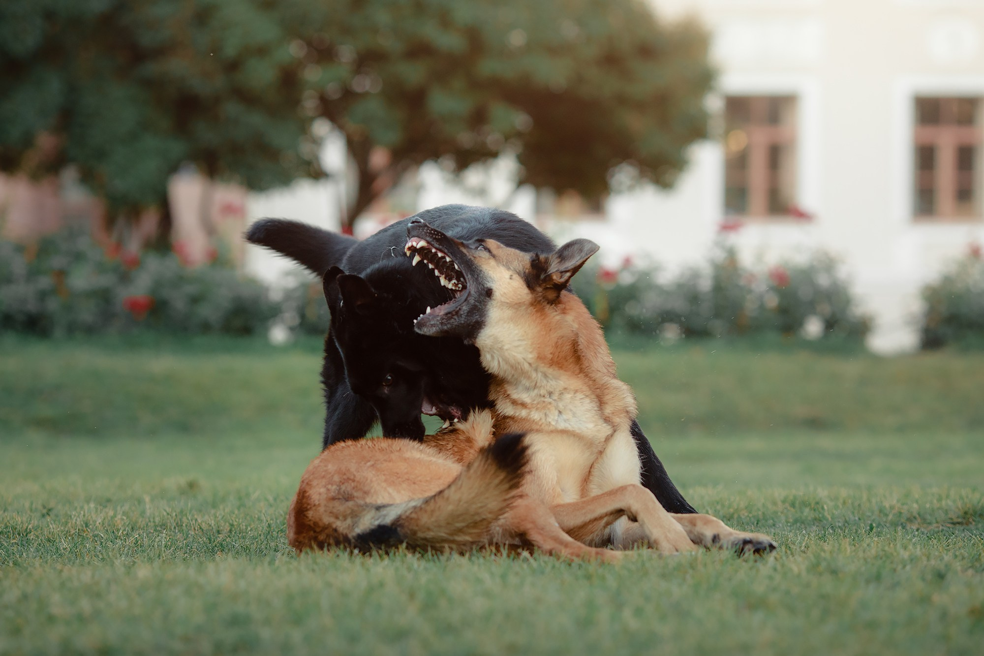 Алена, Кай и Мара. Фотограф-анималист Mary Mart — Москва, Питер