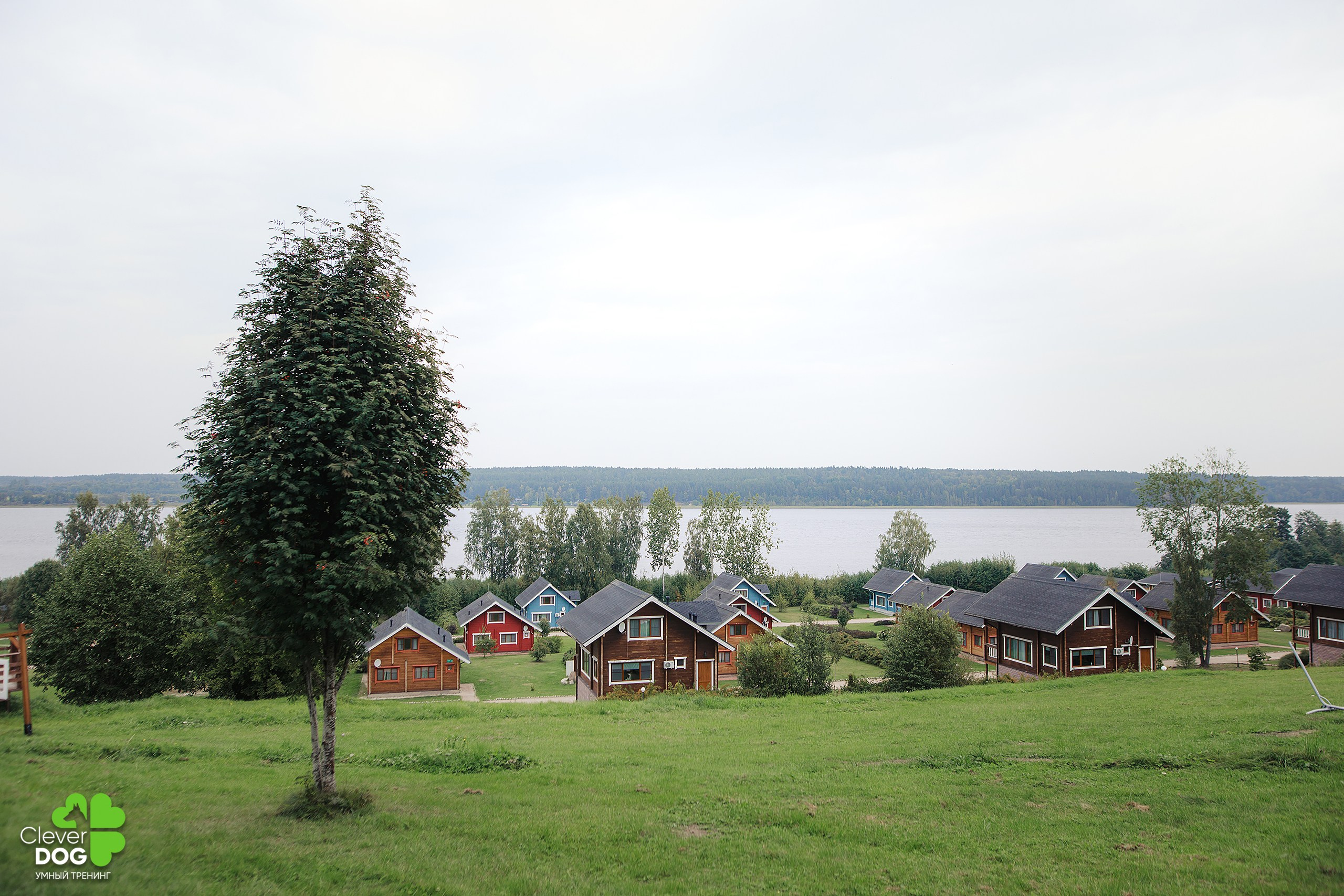 Кинологический лагерь CleverDog, 2024. Фотограф-анималист Mary Mart — Москва, Питер